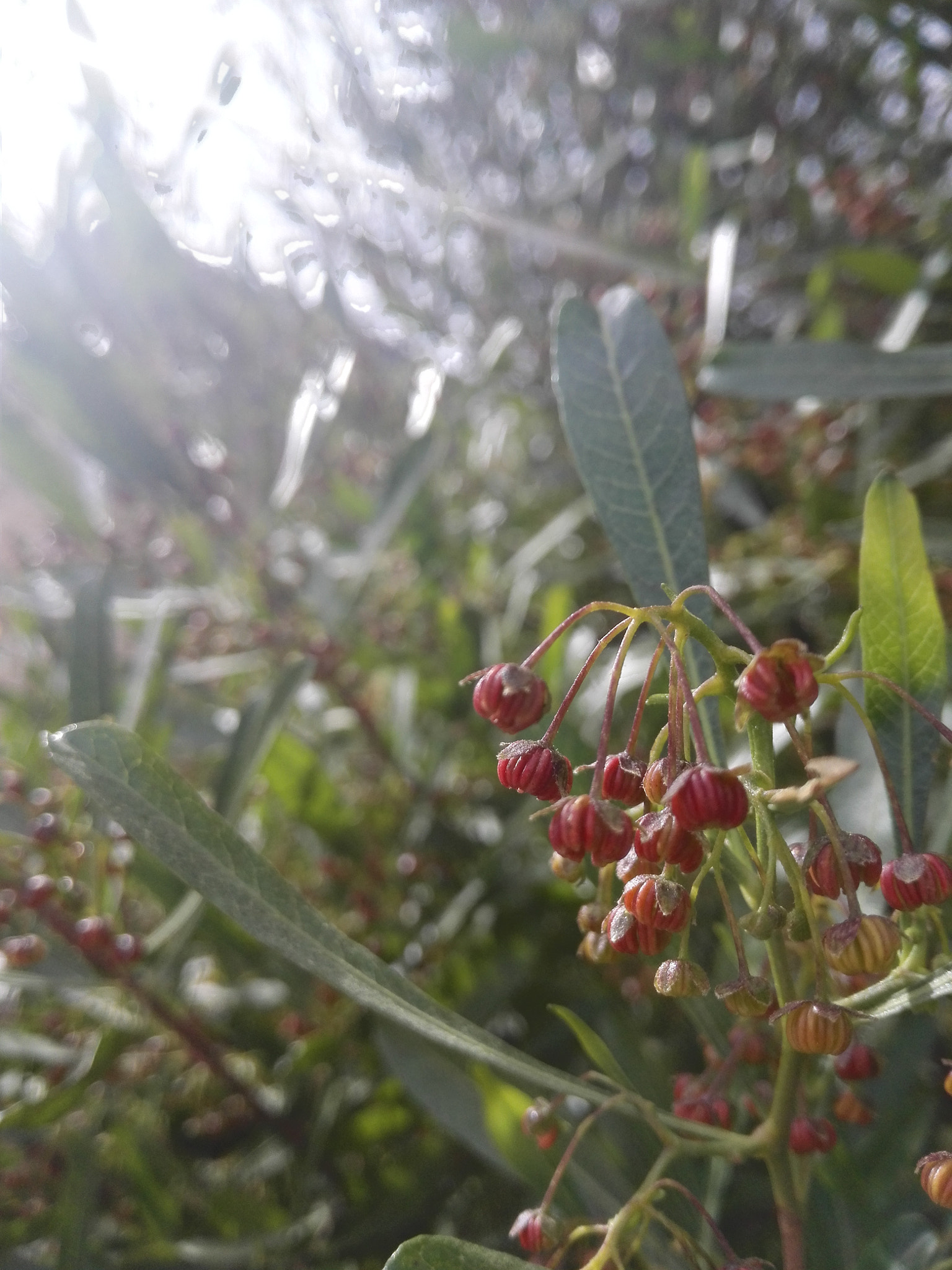 HUAWEI P7-L10 sample photo