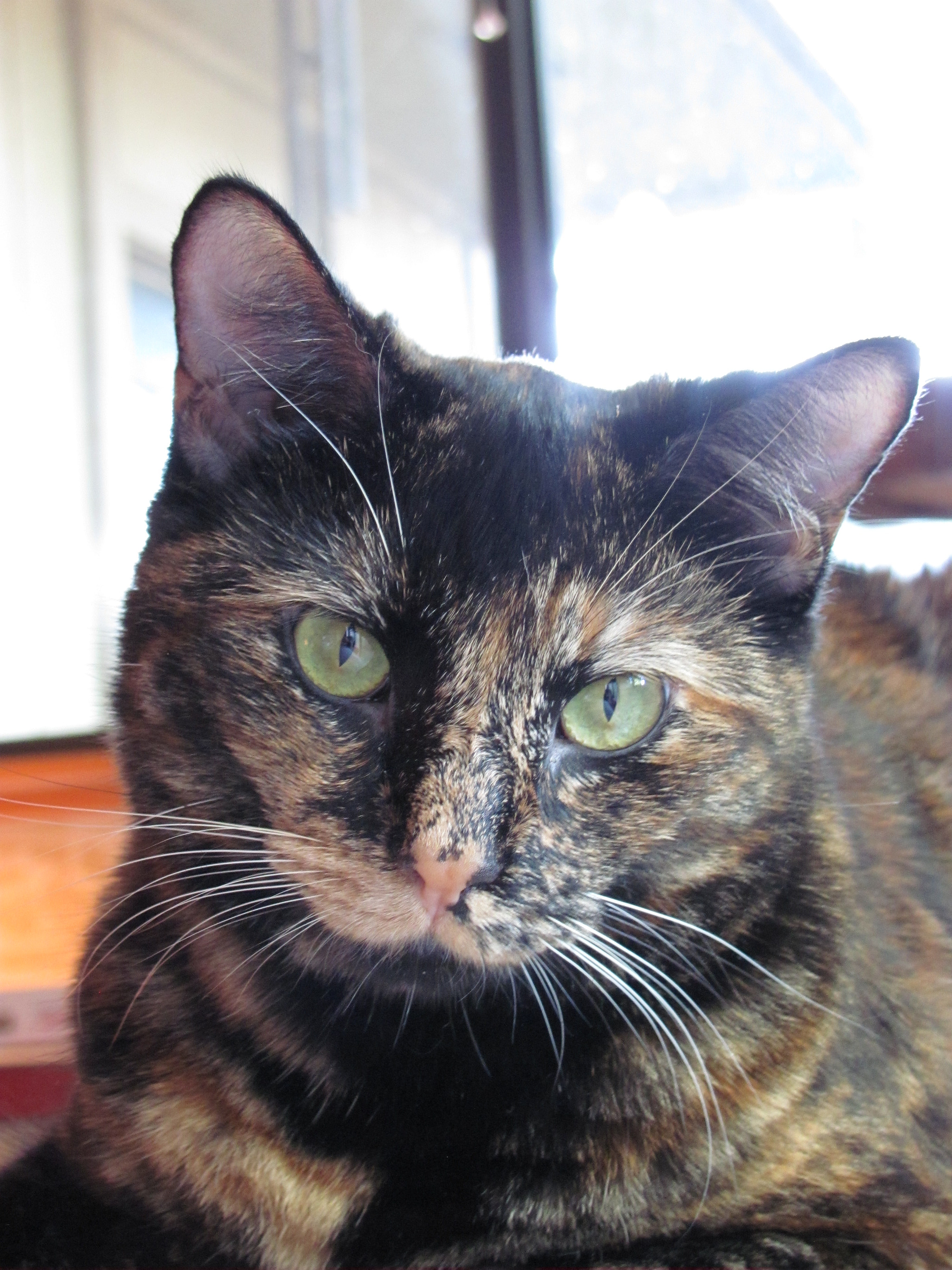 Canon PowerShot SX120 IS sample photo. Our new tortoise-shell girl photography