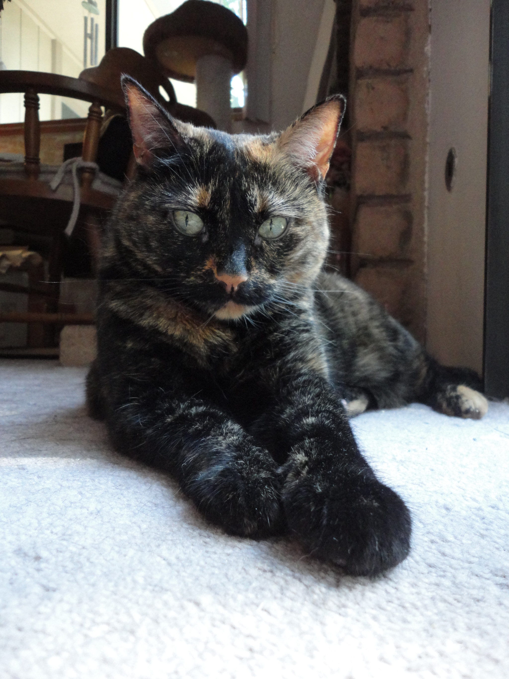 Sony Cyber-shot DSC-W560 sample photo. My tortoise-shell girl photography