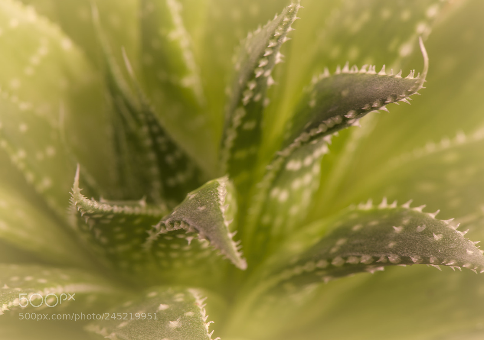 Nikon D810 sample photo. Gasteria macro photography