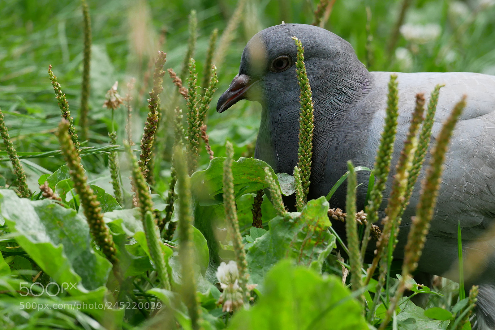 Panasonic Lumix DMC-GX85 (Lumix DMC-GX80 / Lumix DMC-GX7 Mark II) sample photo. Pigeon 1 photography