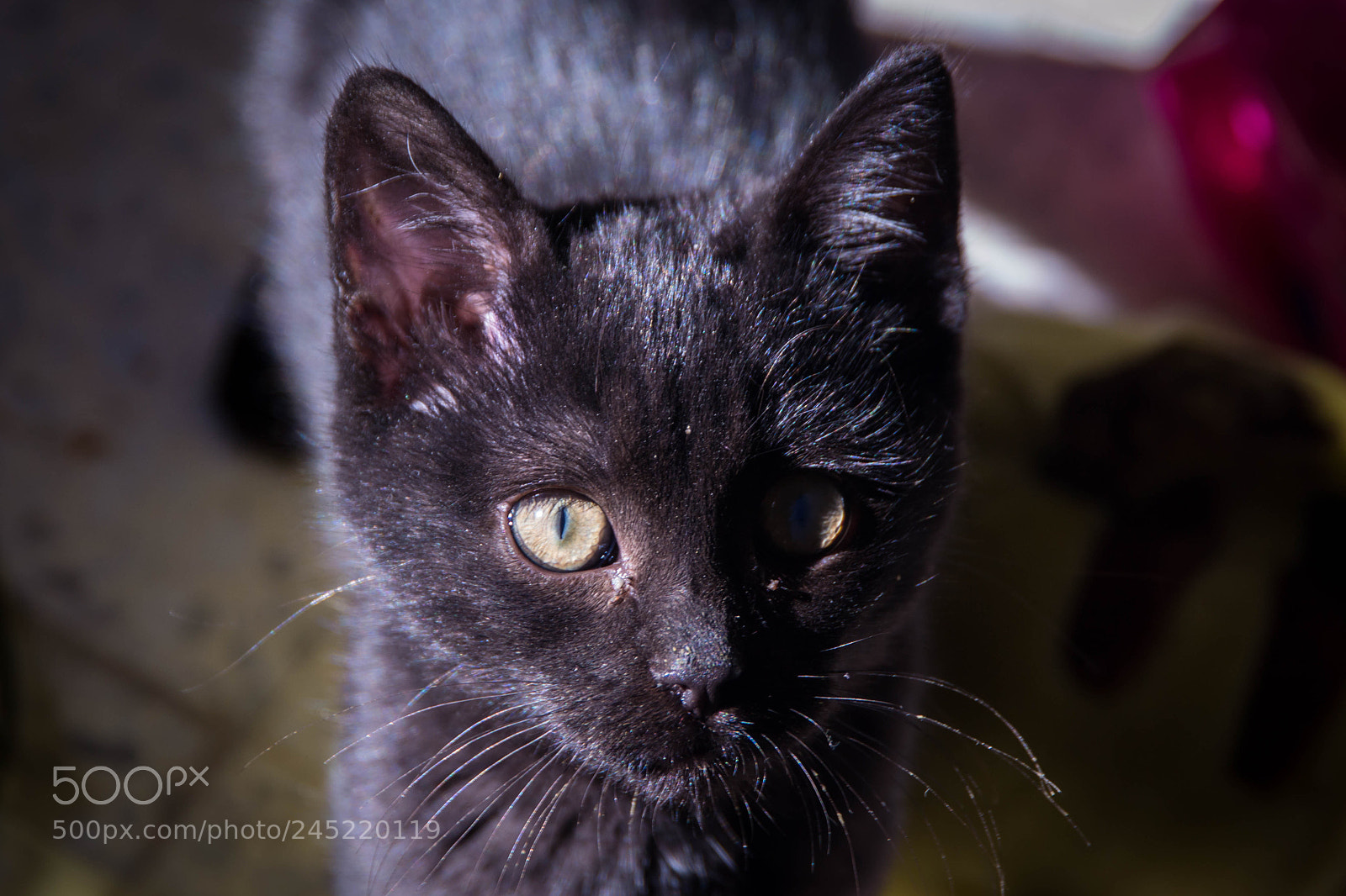 Nikon D3100 sample photo. Mr rochark photography