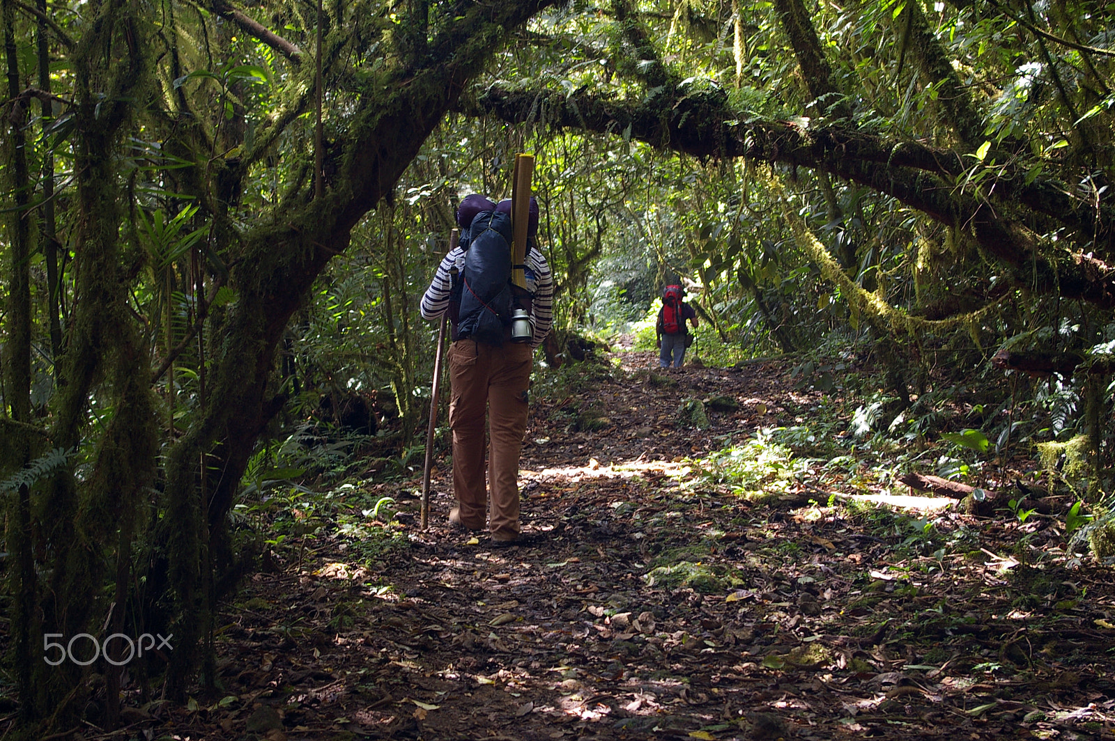 Pentax *ist DL sample photo. Caminando en el bosque de la tigra photography