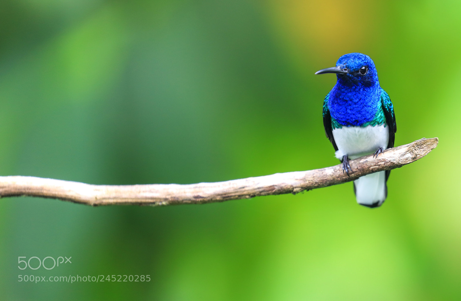 Canon EOS 5DS R sample photo. Asa wright nature center 7 photography