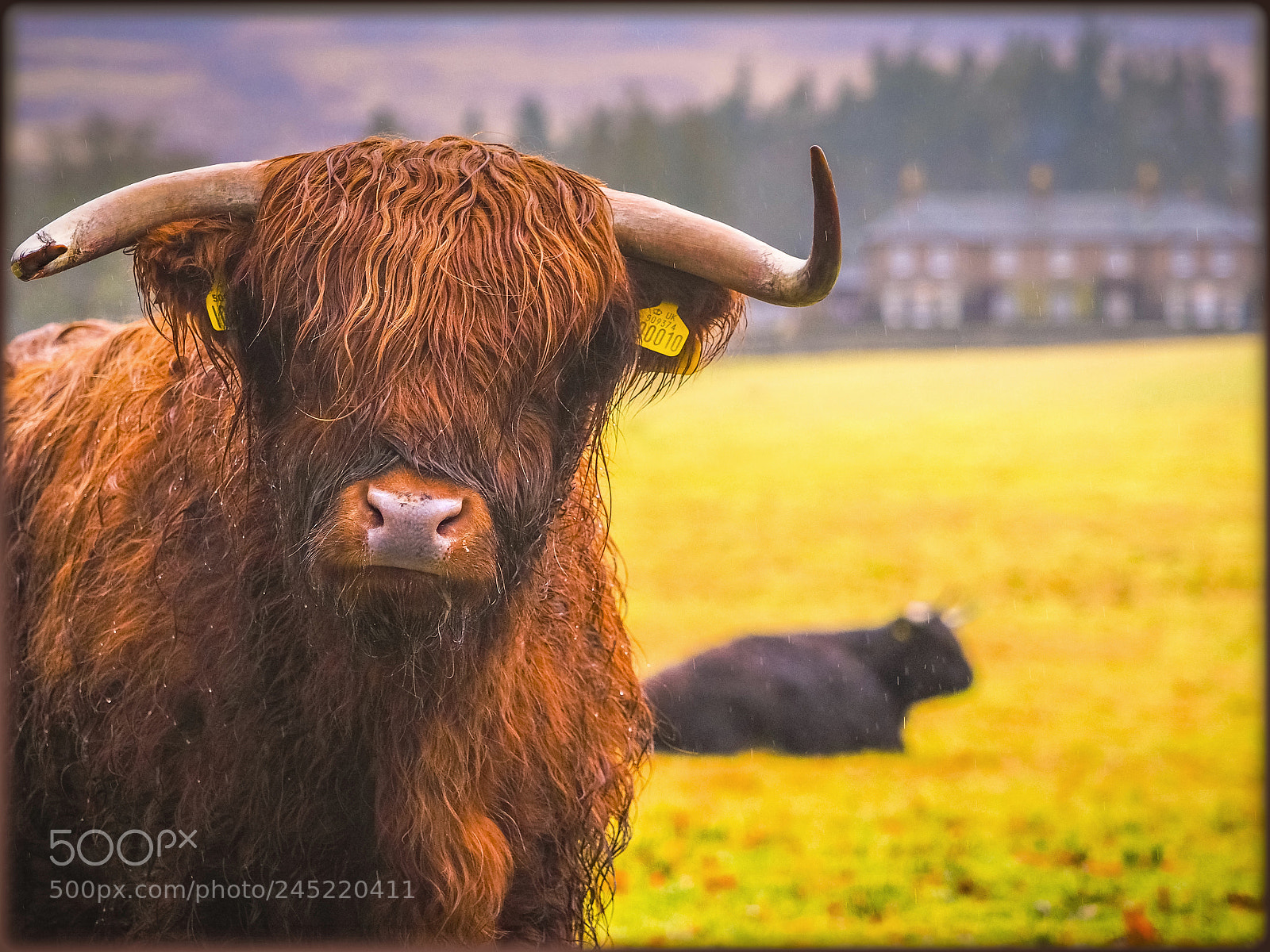 Olympus OM-D E-M1 sample photo. Buchanty bull photography