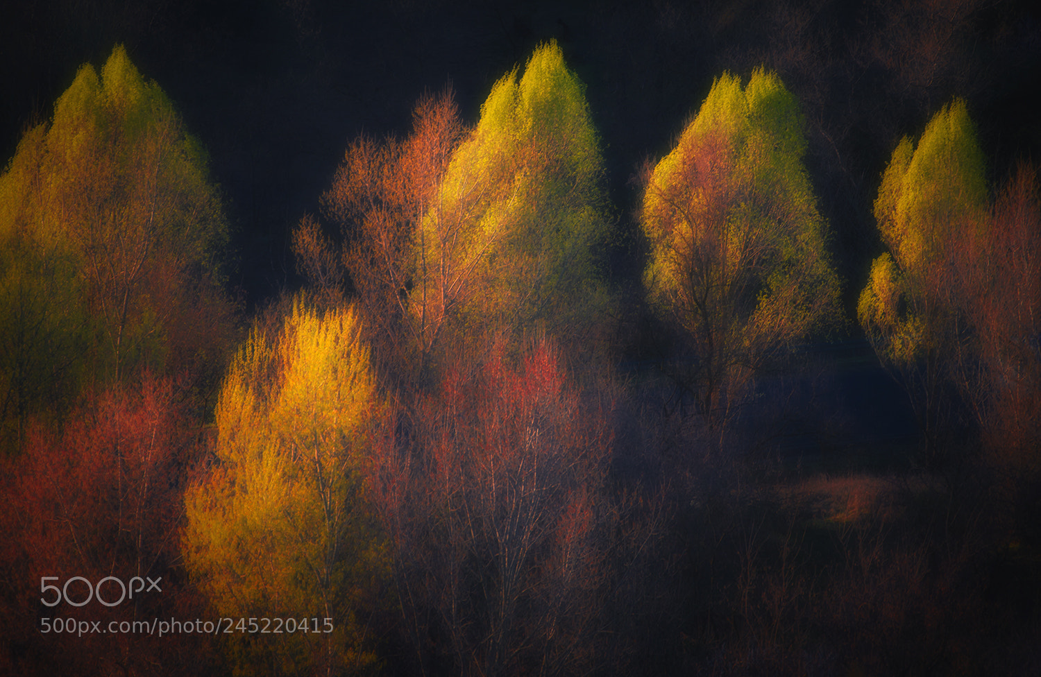 Nikon D610 sample photo. Autumn candles photography