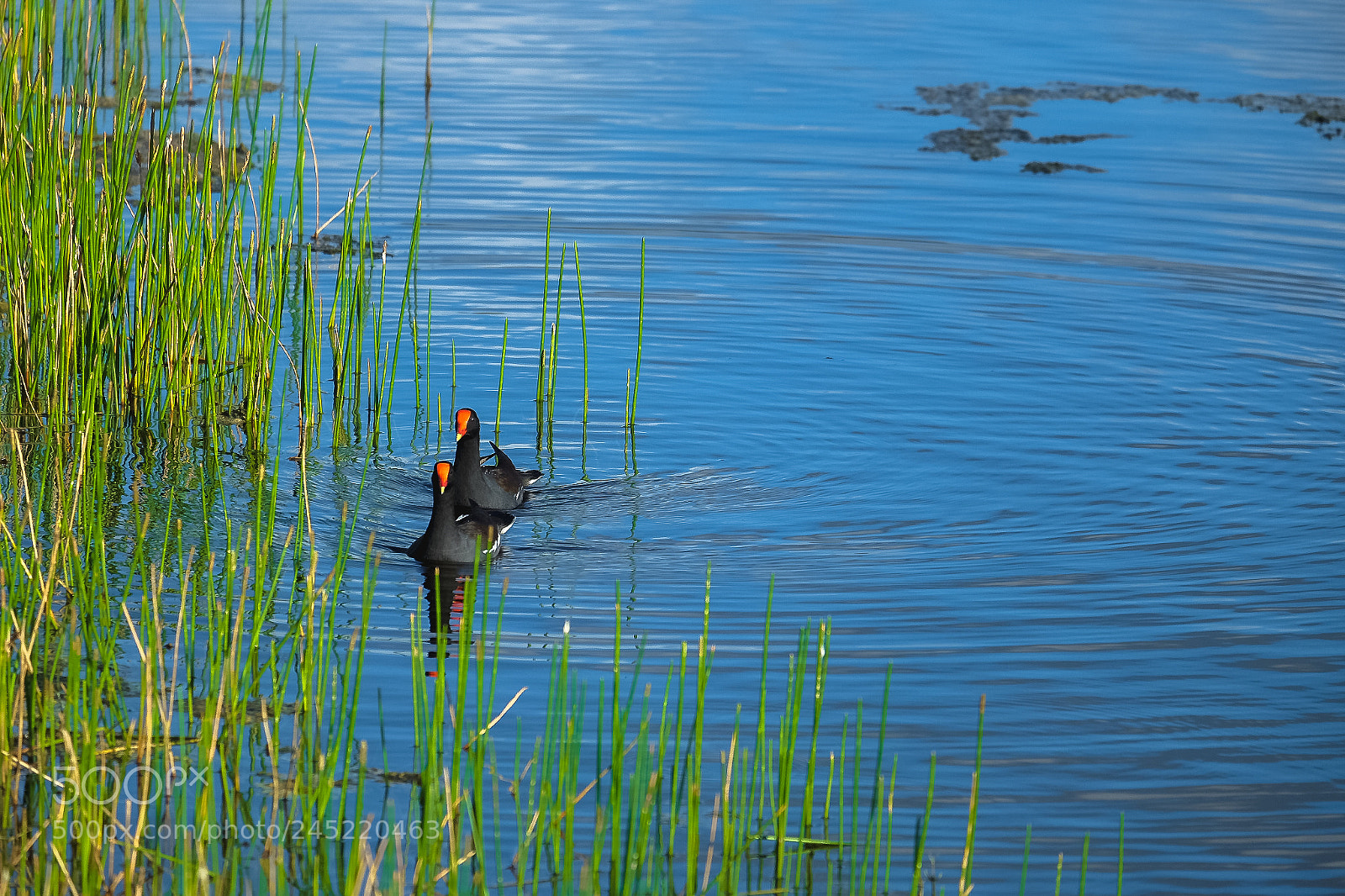 Fujifilm X-T10 sample photo. Water couple photography