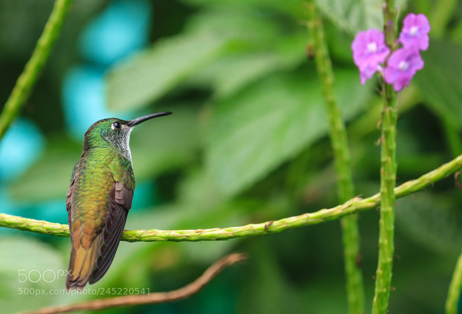 Canon EOS 5DS R sample photo. Asa wright nature center 9 photography