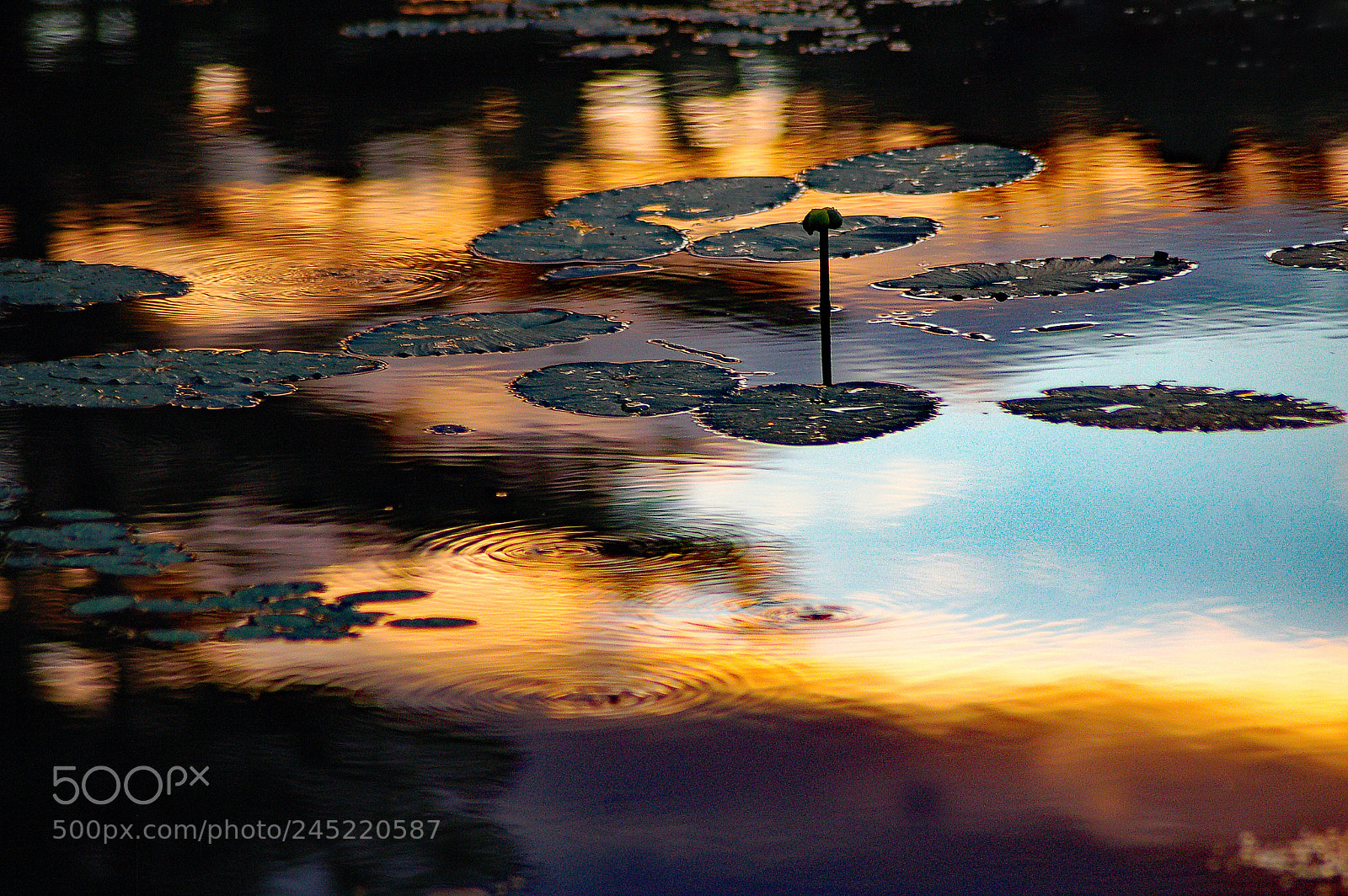 Nikon D50 sample photo. Beaver pond photography