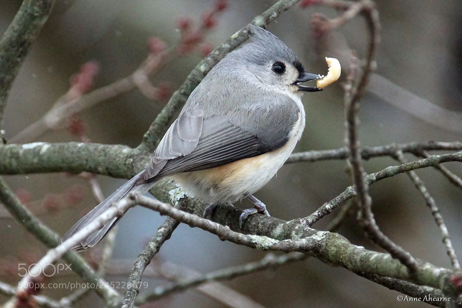 Sony ILCA-77M2 sample photo. Tufted titmouse with leftovers photography