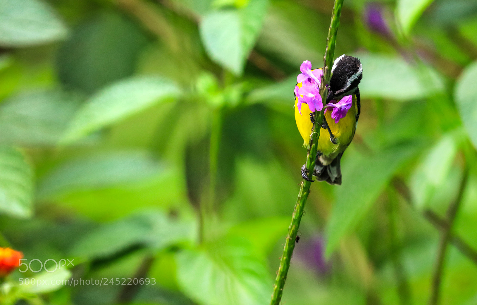 Canon EOS 5DS R sample photo. Asa wright nature center 10 photography