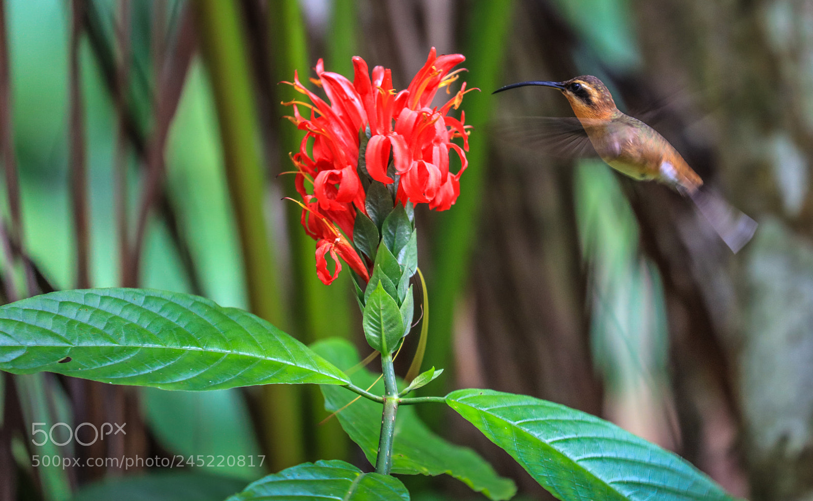 Canon EOS 5DS R sample photo. Asa wright nature center 12 photography