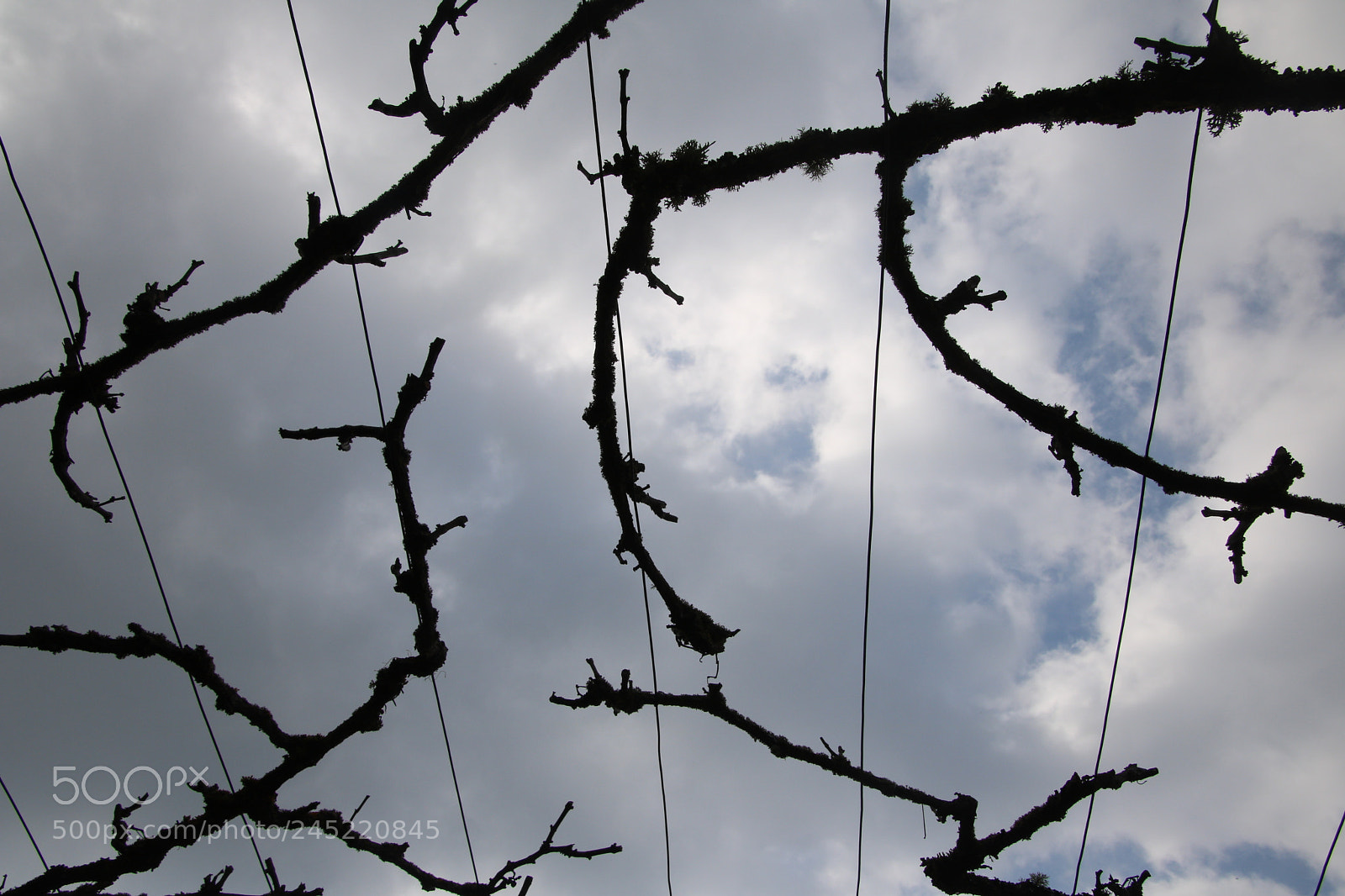 Canon EOS 760D (EOS Rebel T6s / EOS 8000D) sample photo. Vines of france photography