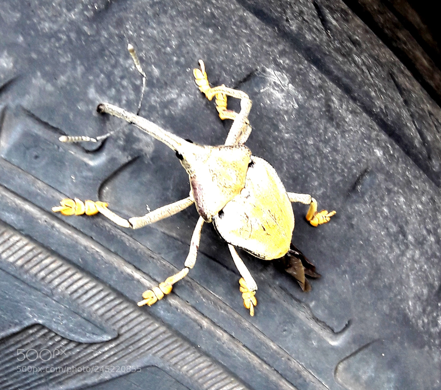 Samsung Galaxy A5(2016) sample photo. Untitled photography