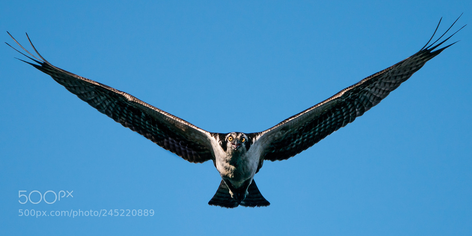 Sony a9 sample photo. Osprey flight iii photography