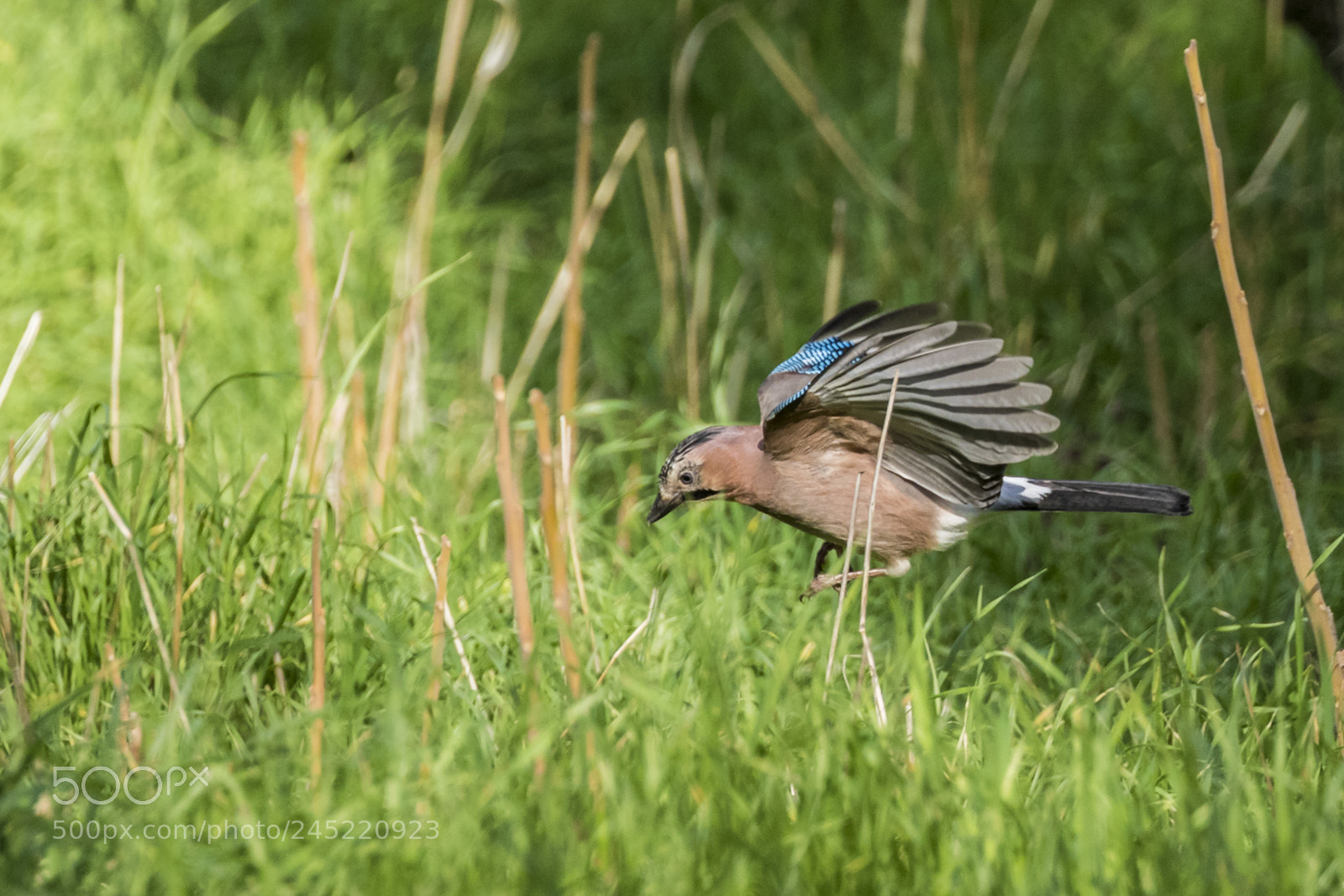 Canon EOS 7D Mark II sample photo. Low flight photography