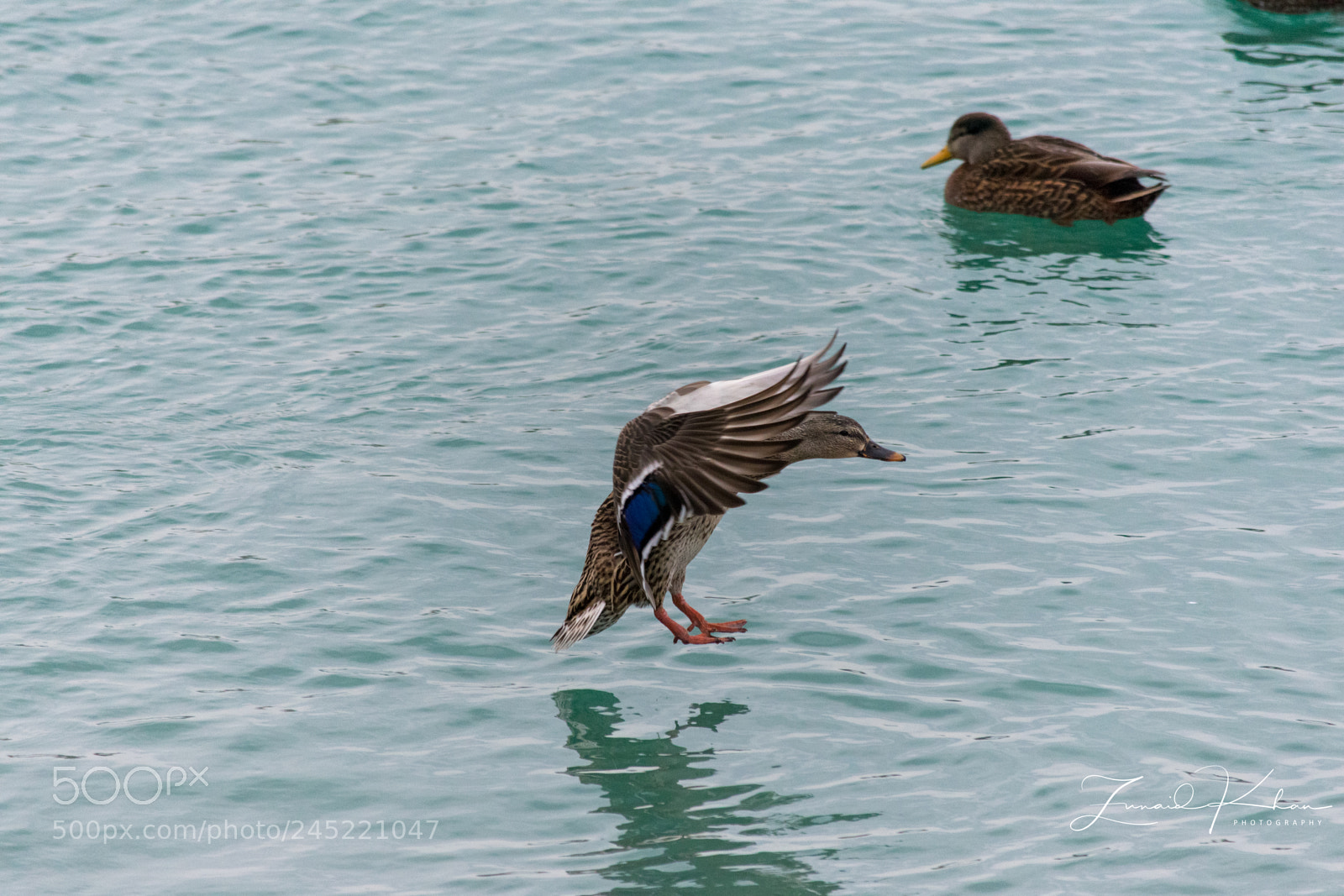 Nikon D3400 sample photo. Mallard landing photography