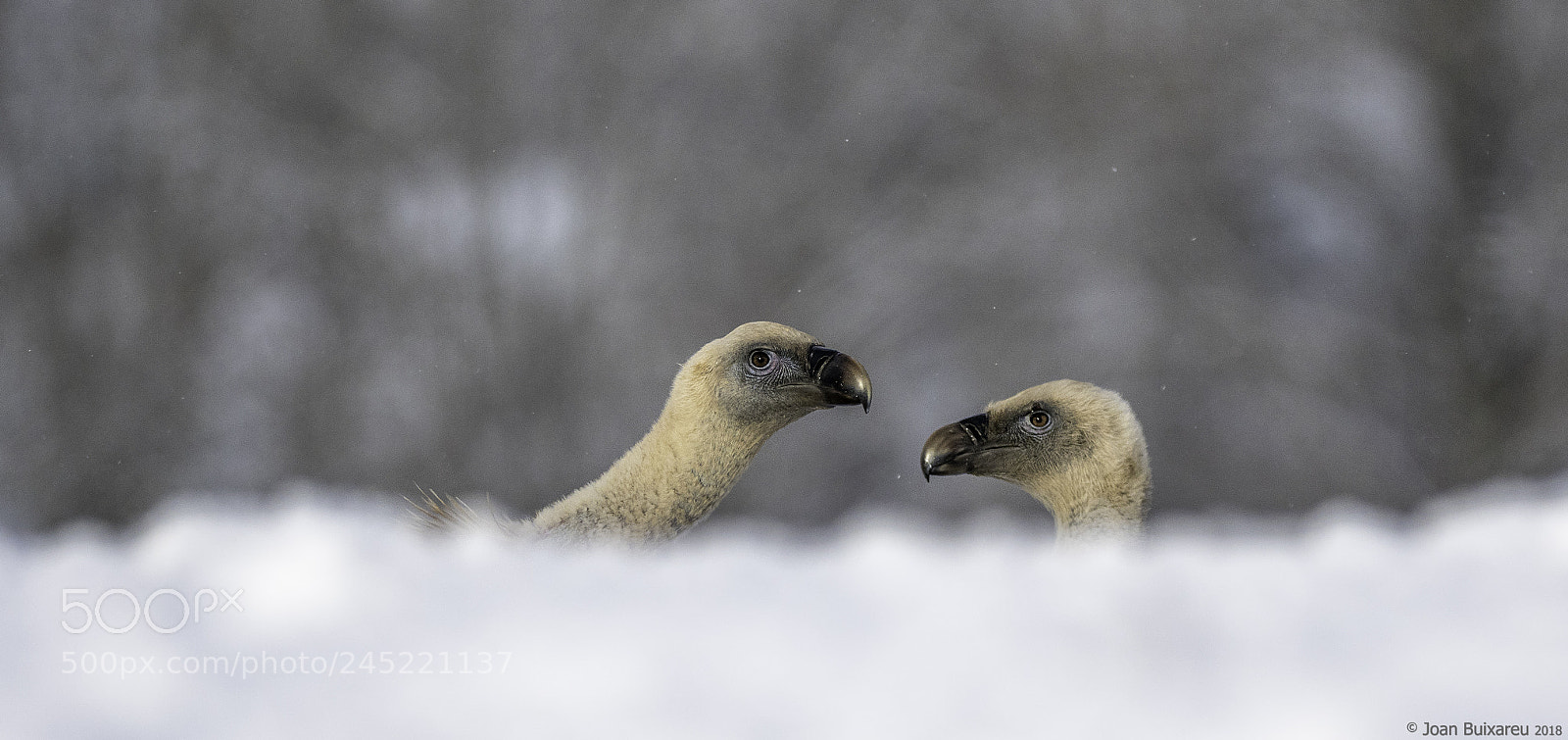 Olympus OM-D E-M1 Mark II sample photo. Amor refredat photography