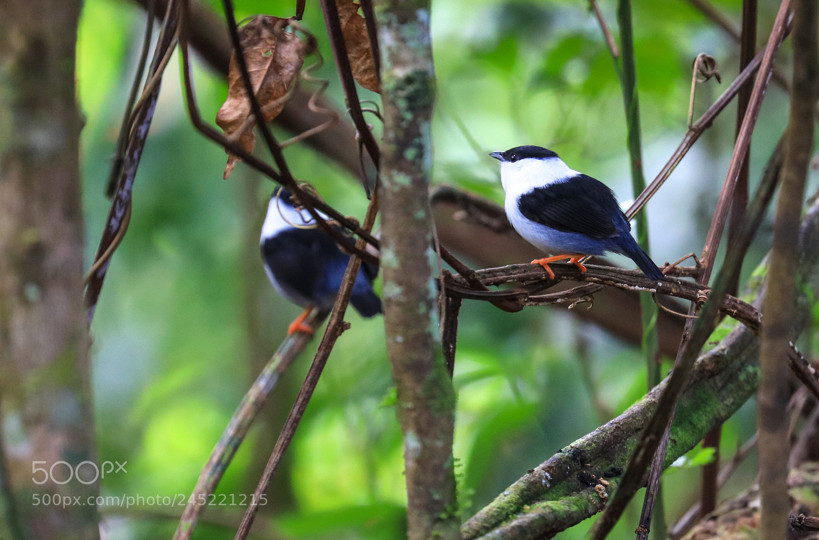 Canon EOS 5DS R sample photo. Asa wright nature center 15 photography