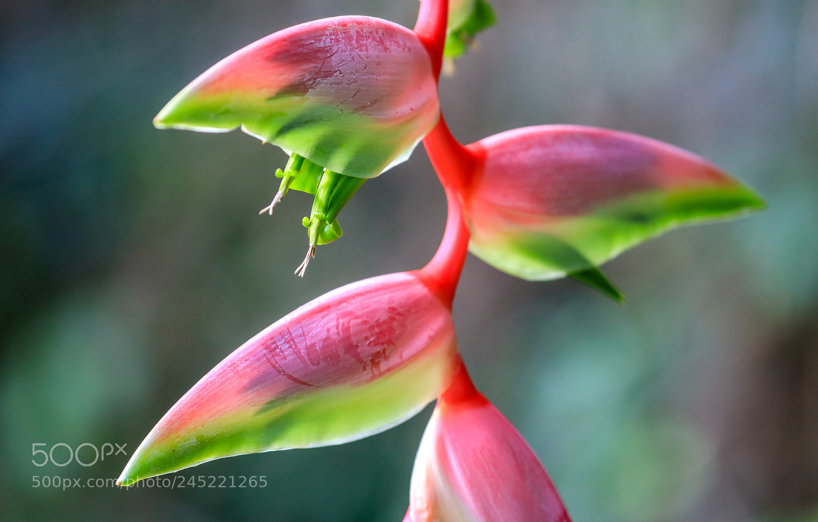 Canon EOS 5DS R sample photo. Asa wright nature center 16 photography