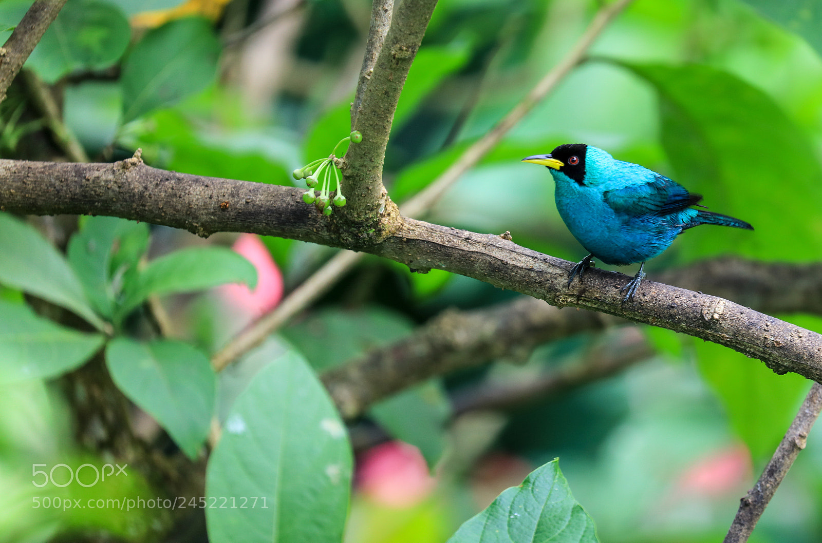 Canon EOS 5DS R sample photo. Asa wright nature center 17 photography