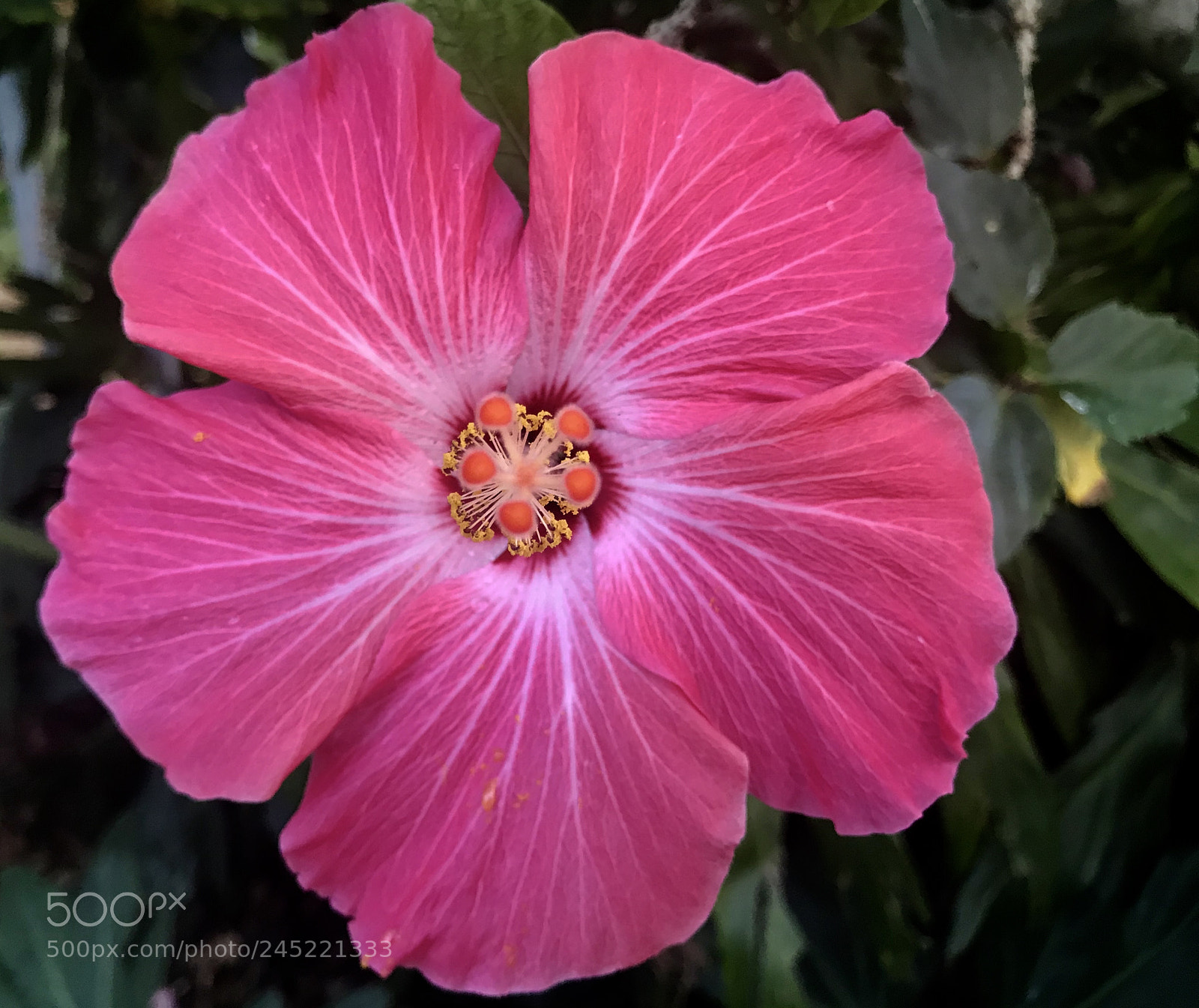 Apple iPhone 7 sample photo. Mayaguez photography