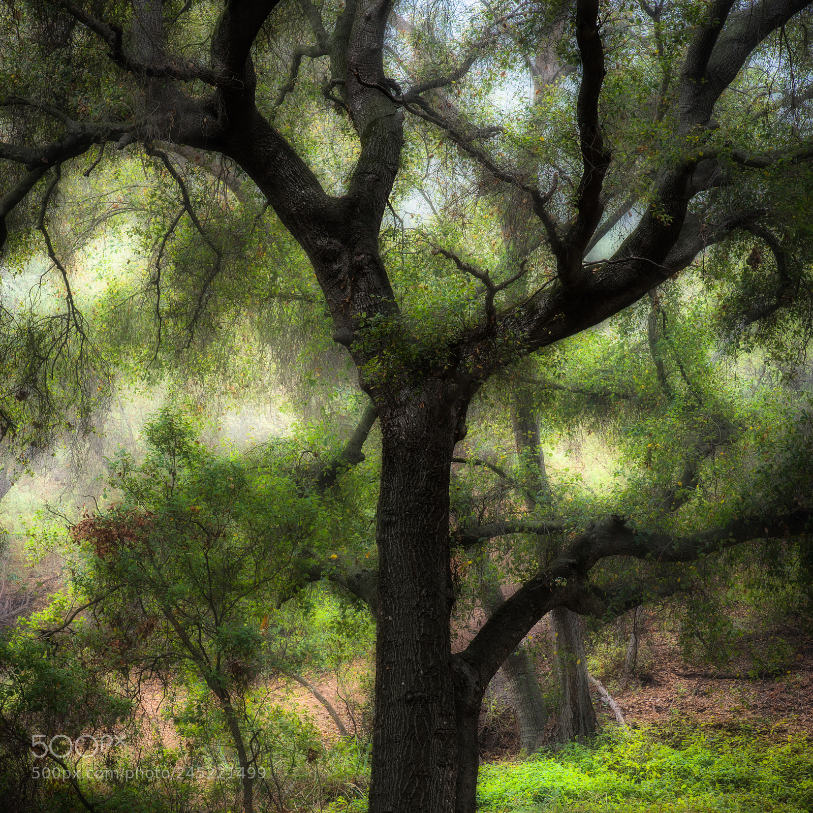 Nikon D610 sample photo. Oak photography