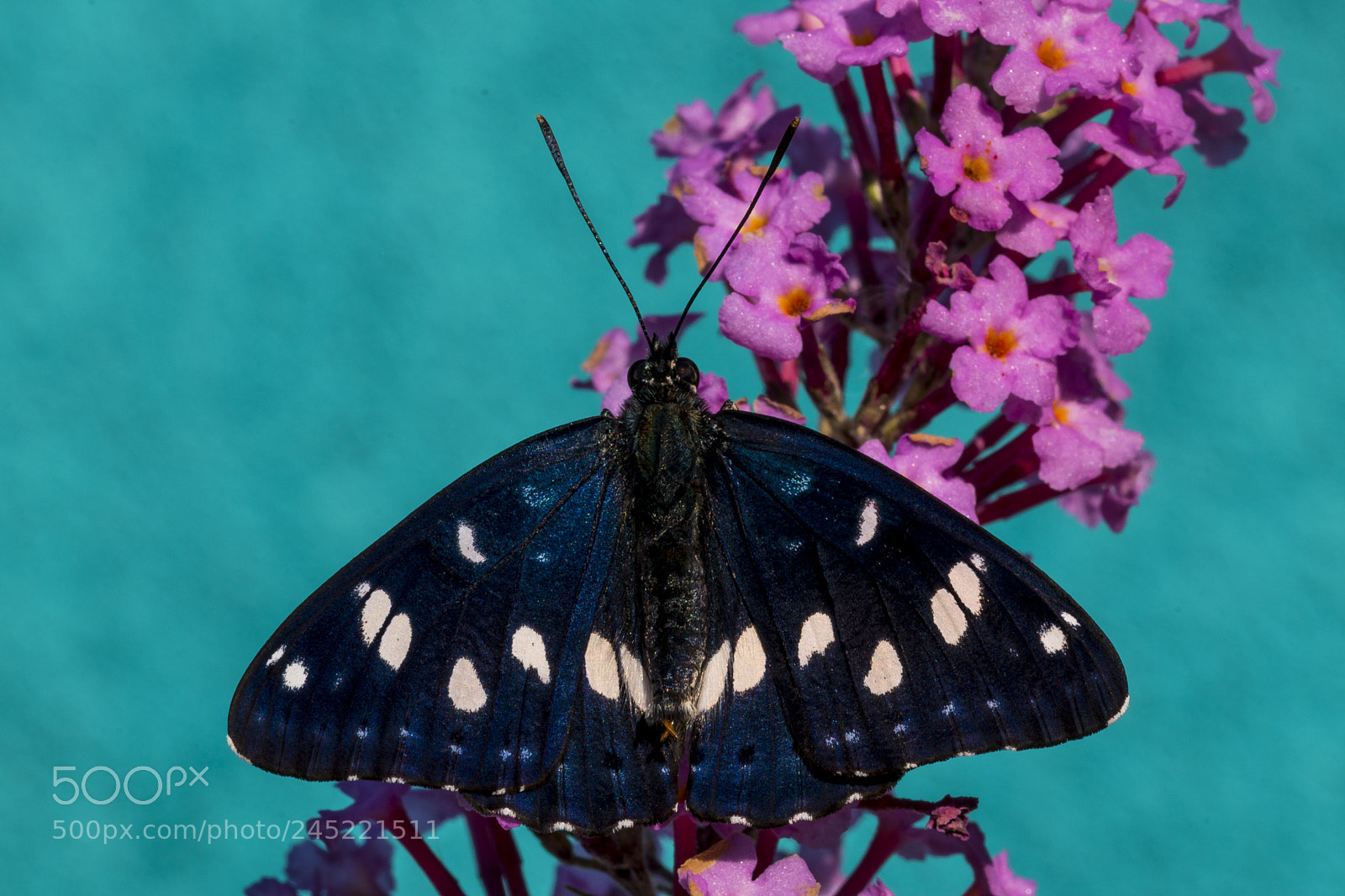 Nikon D5600 sample photo. Limenitis reducta photography