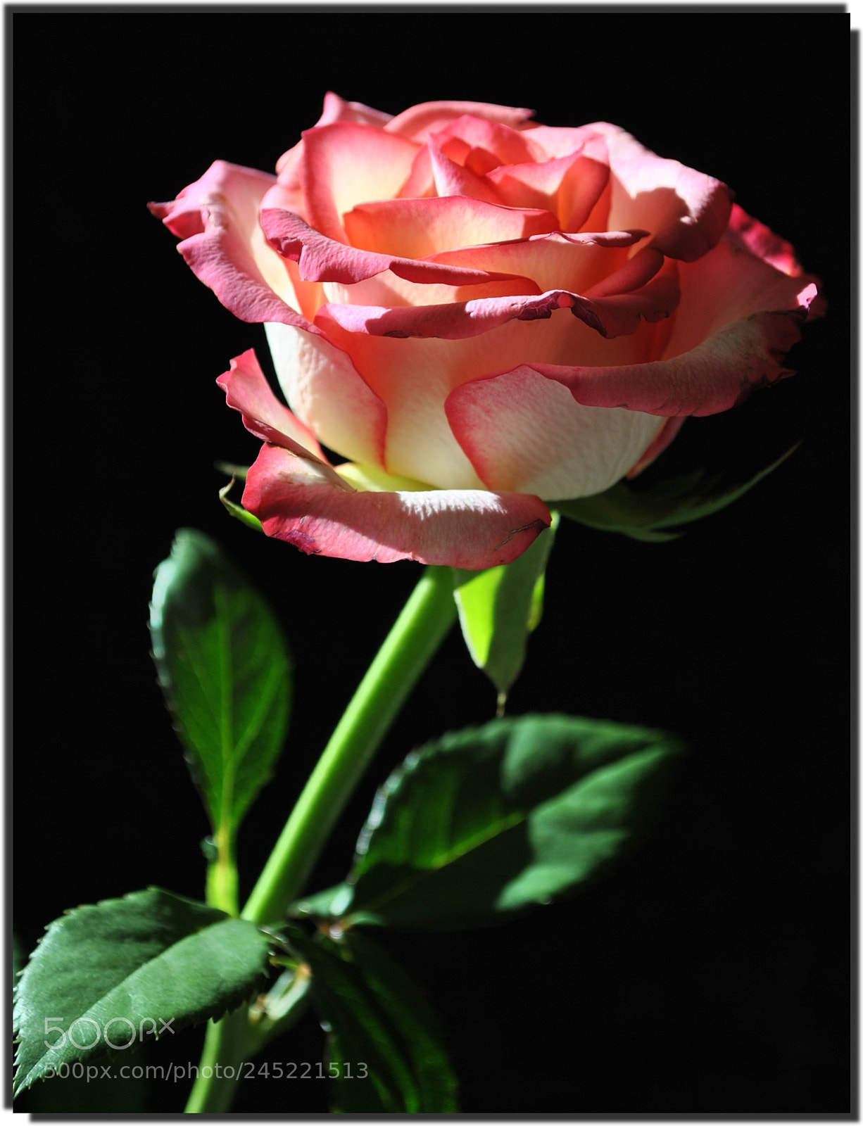 Nikon D3000 sample photo. Queen of flowers photography