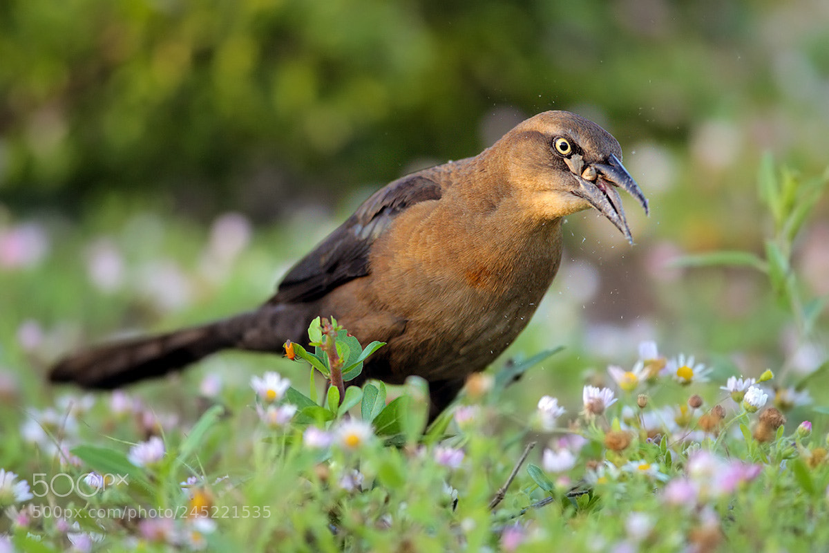 Canon EOS-1D Mark IV sample photo. Great-tailed grackle photography