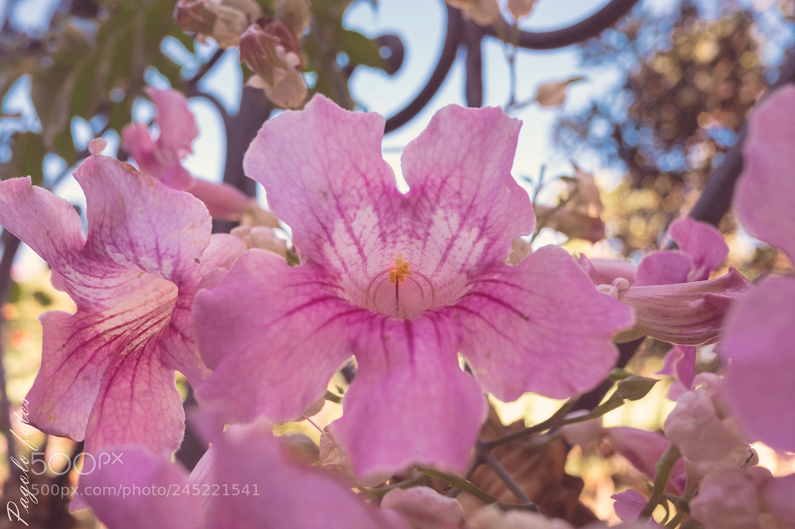 Fujifilm X-T1 sample photo. Untitled photography