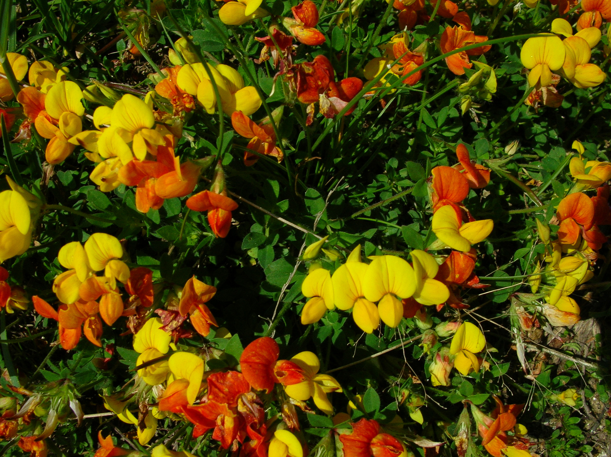 Nikon E4100 sample photo. Mountain lupine photography