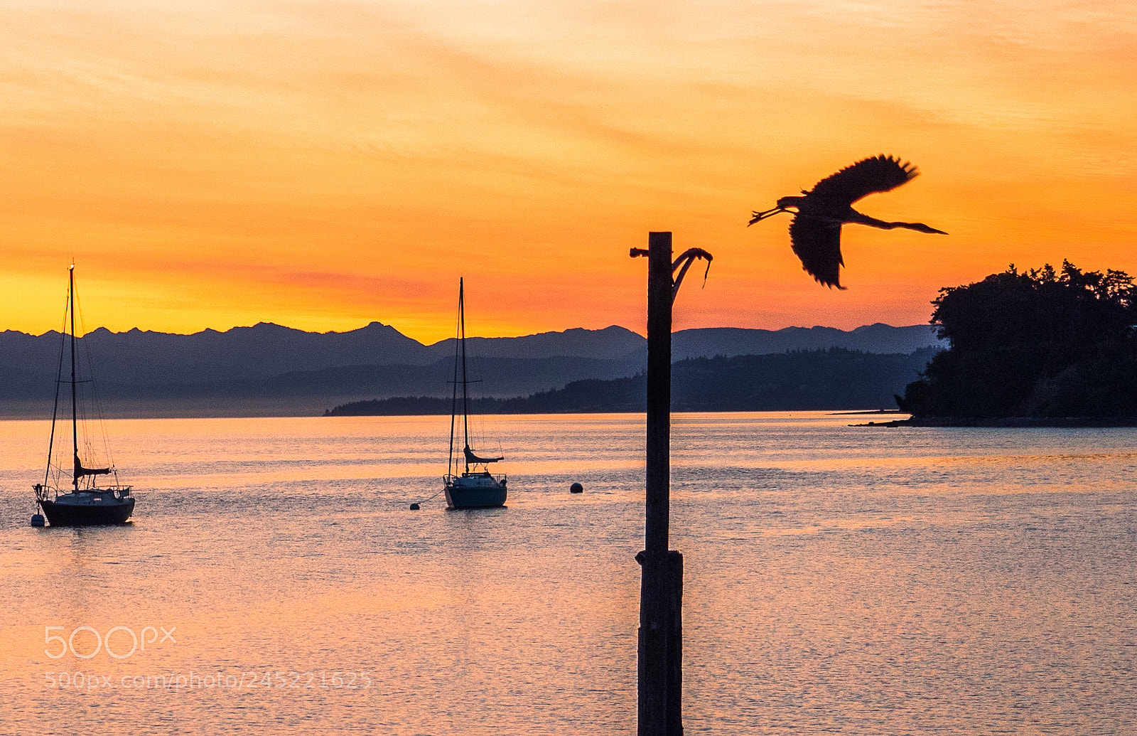 Olympus OM-D E-M5 II sample photo. Crane unperched at sunrise photography