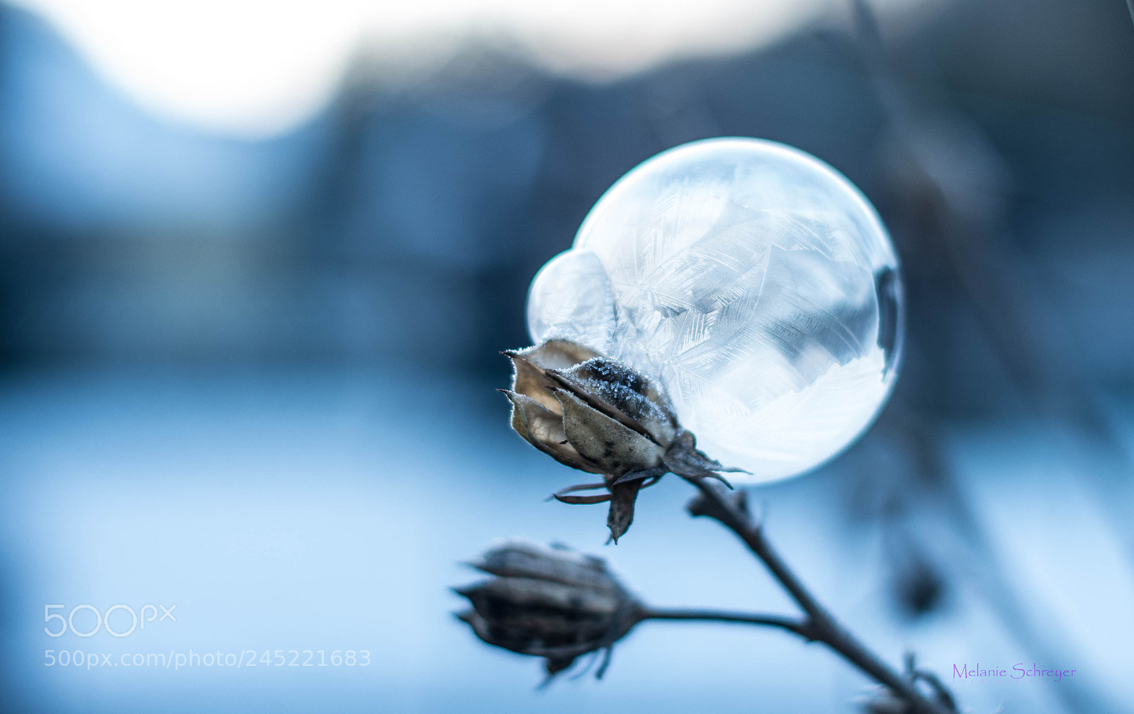 Pentax K-30 sample photo. Frozen bubble photography