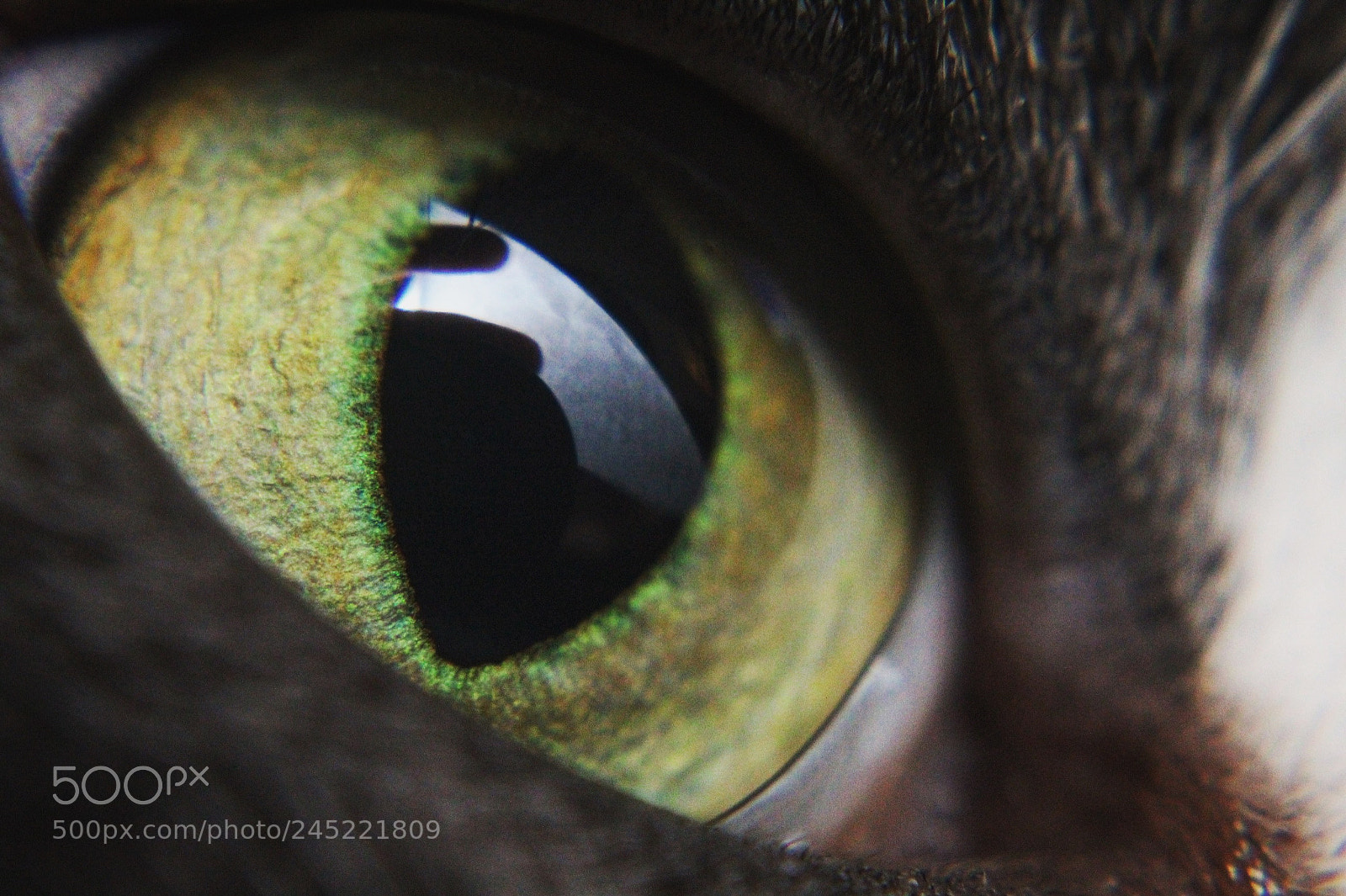 Canon EOS 1300D (EOS Rebel T6 / EOS Kiss X80) sample photo. Cat eye photography