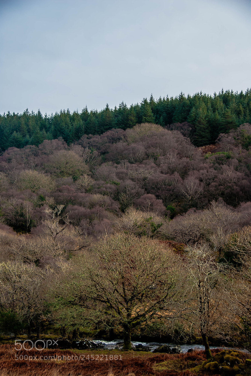Nikon D60 sample photo. The tree among trees photography