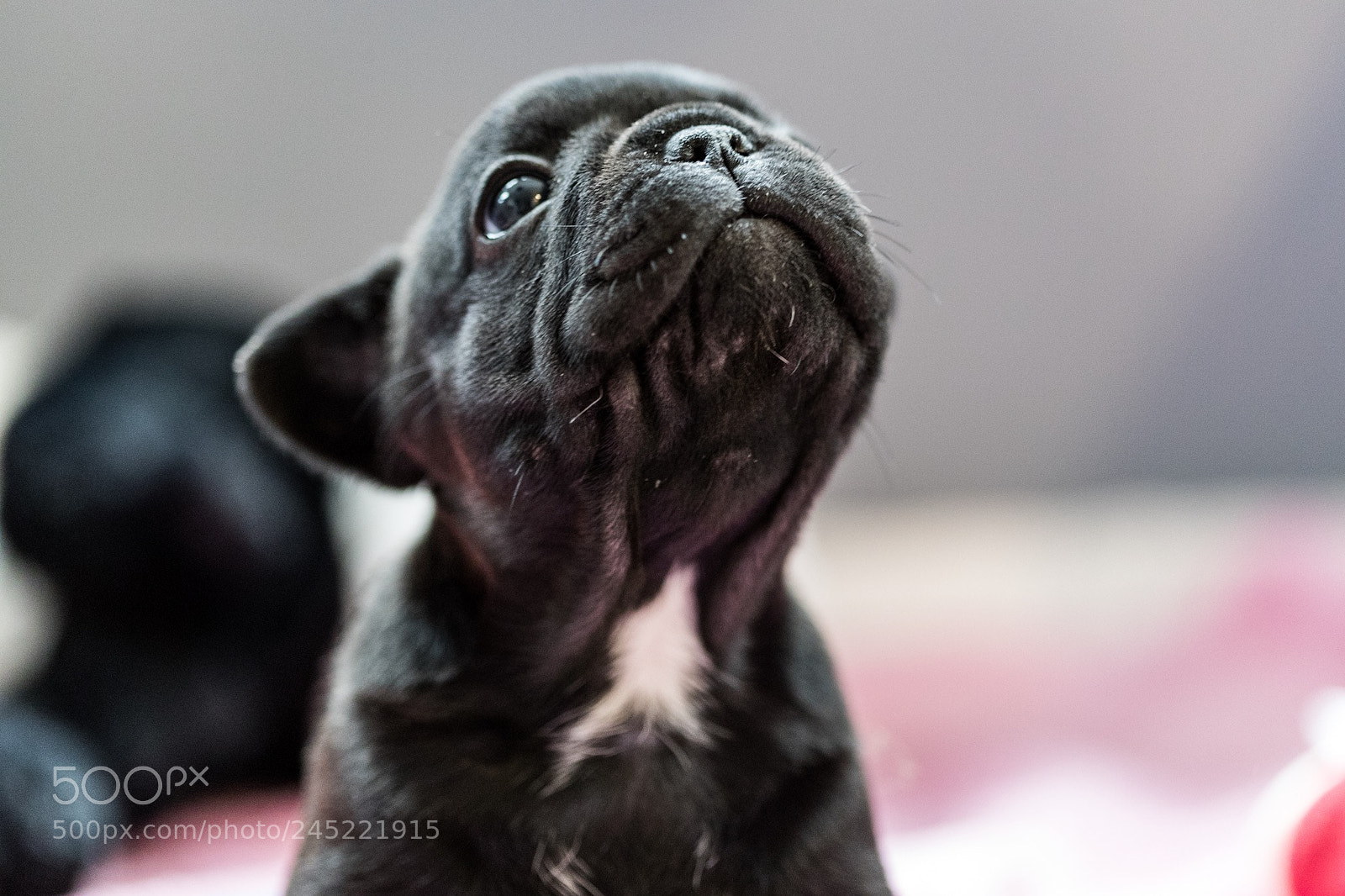 Canon EOS-1D X Mark II sample photo. French bulli photography