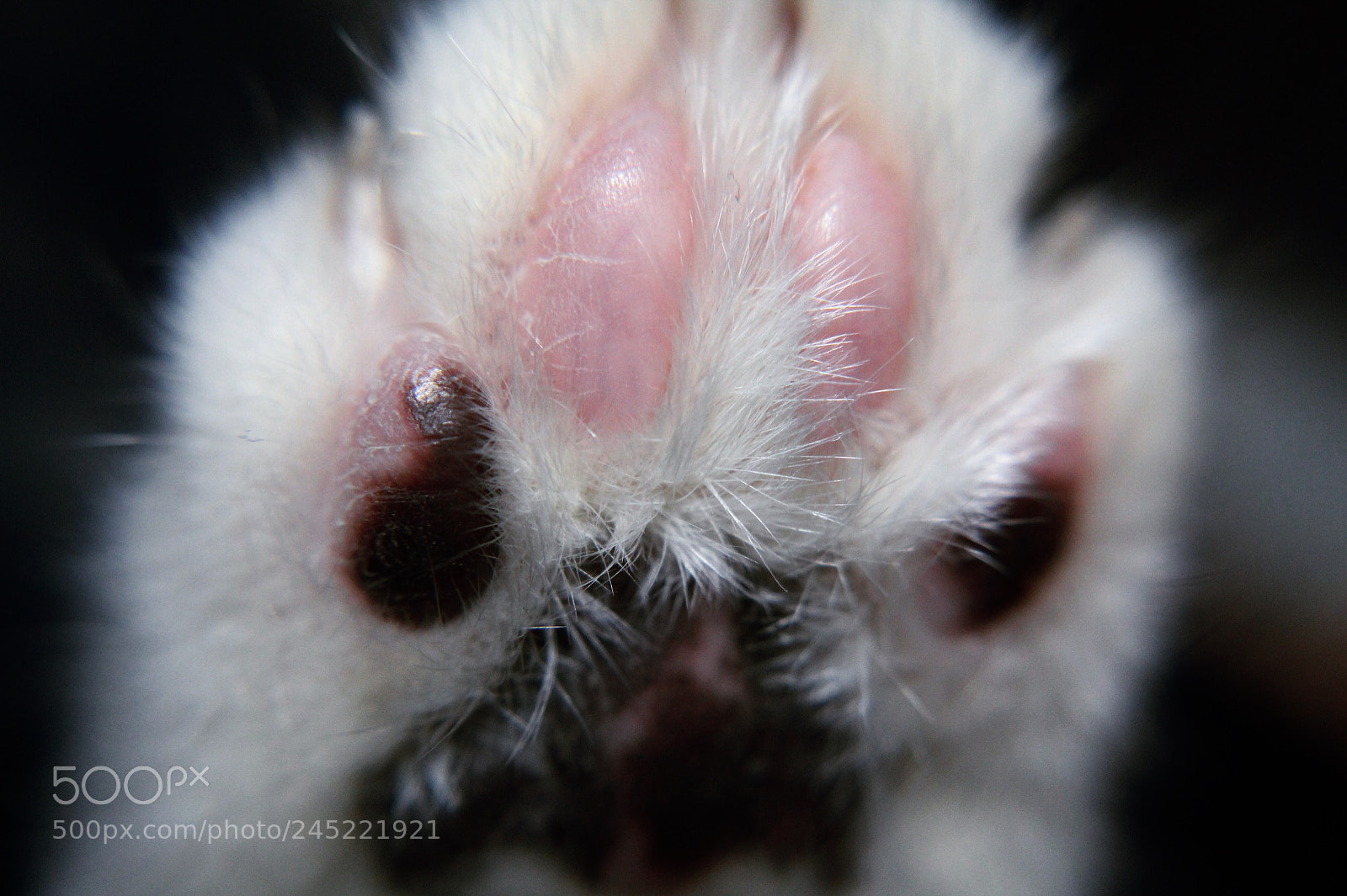 Canon EOS 1300D (EOS Rebel T6 / EOS Kiss X80) sample photo. Cat paw photography
