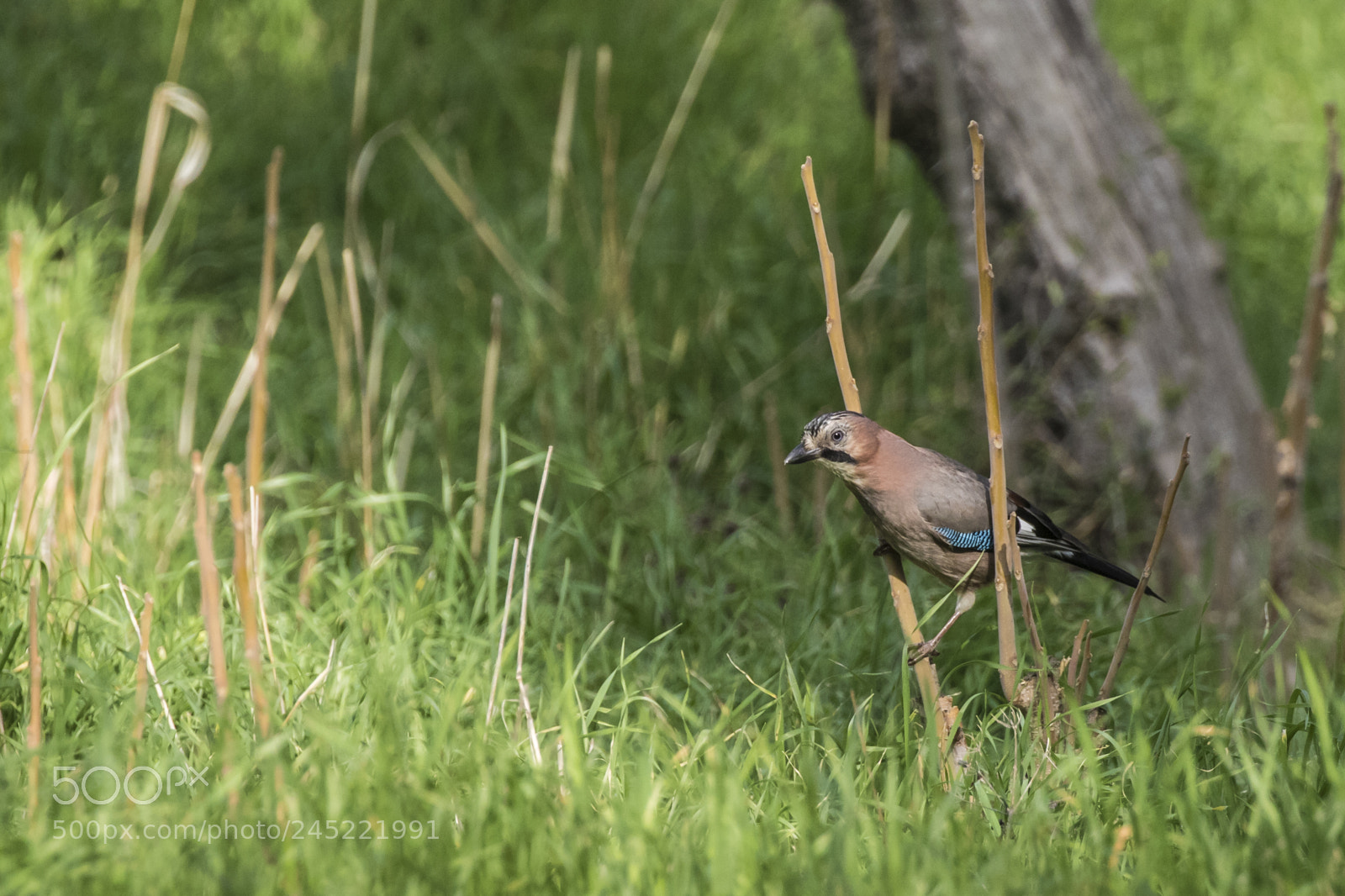 Canon EOS 7D Mark II sample photo. Jay aniscape photography