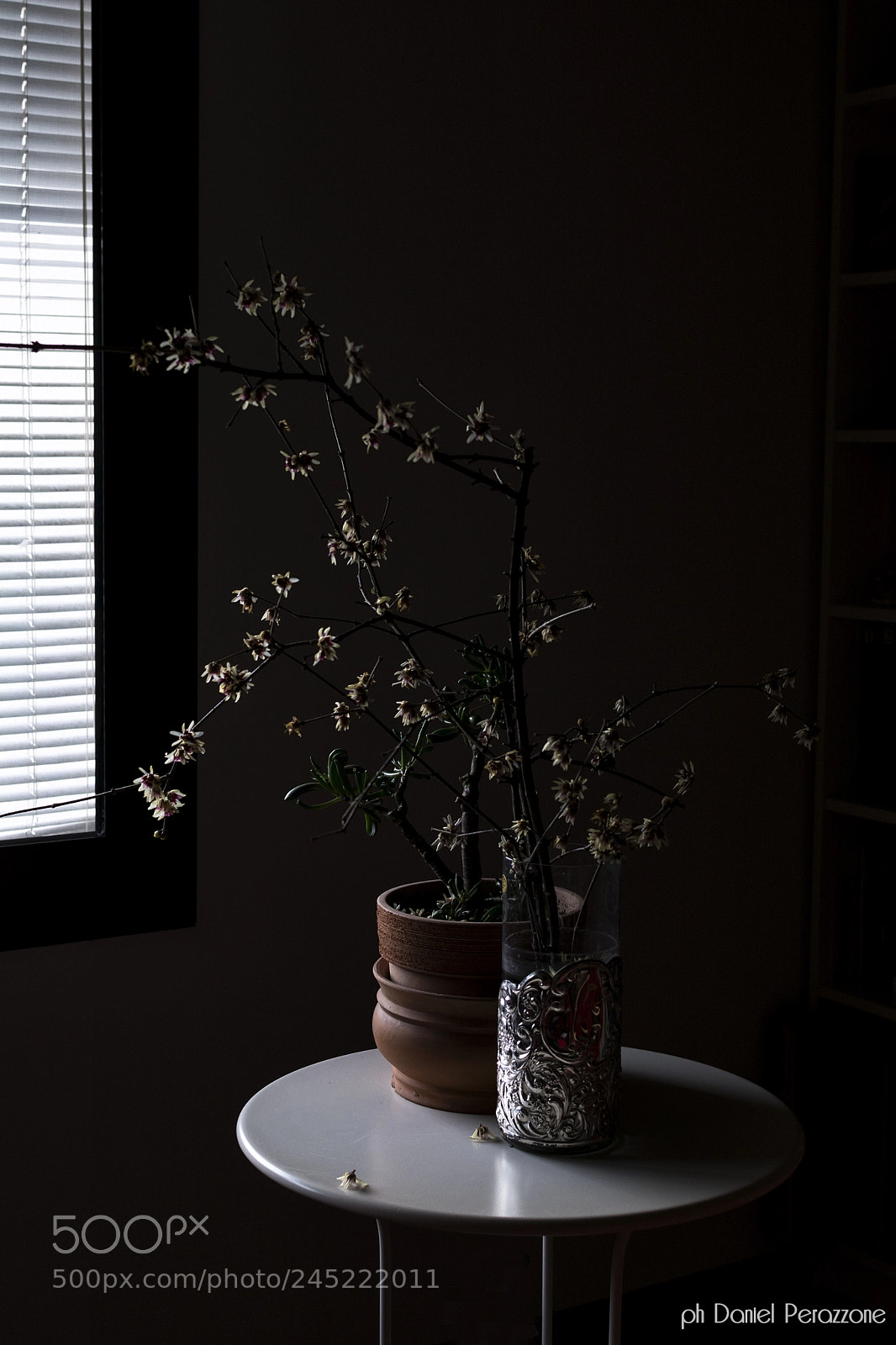 Nikon D7100 sample photo. Calycanthus photography