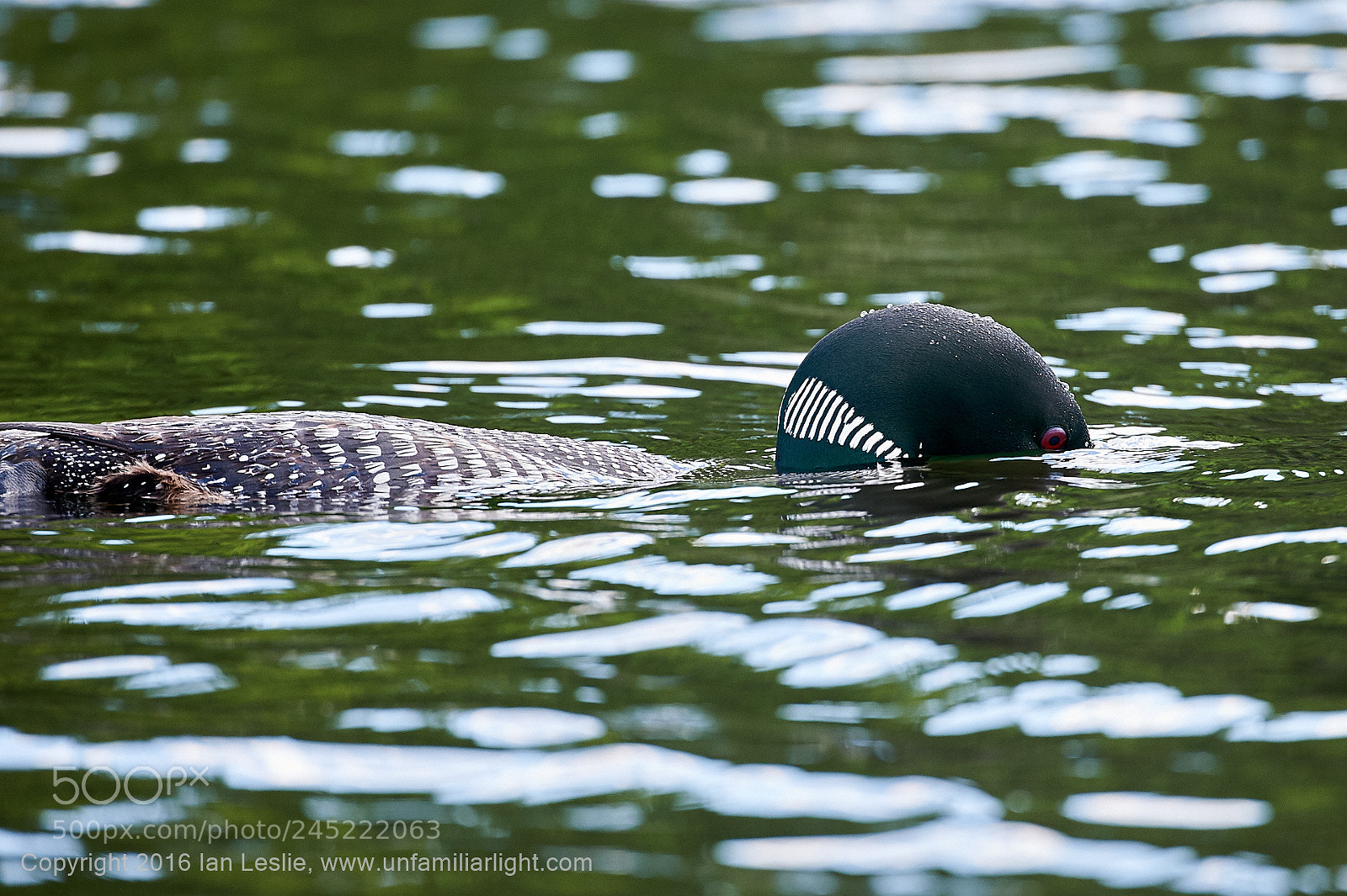 Nikon D700 sample photo. Slipping away photography