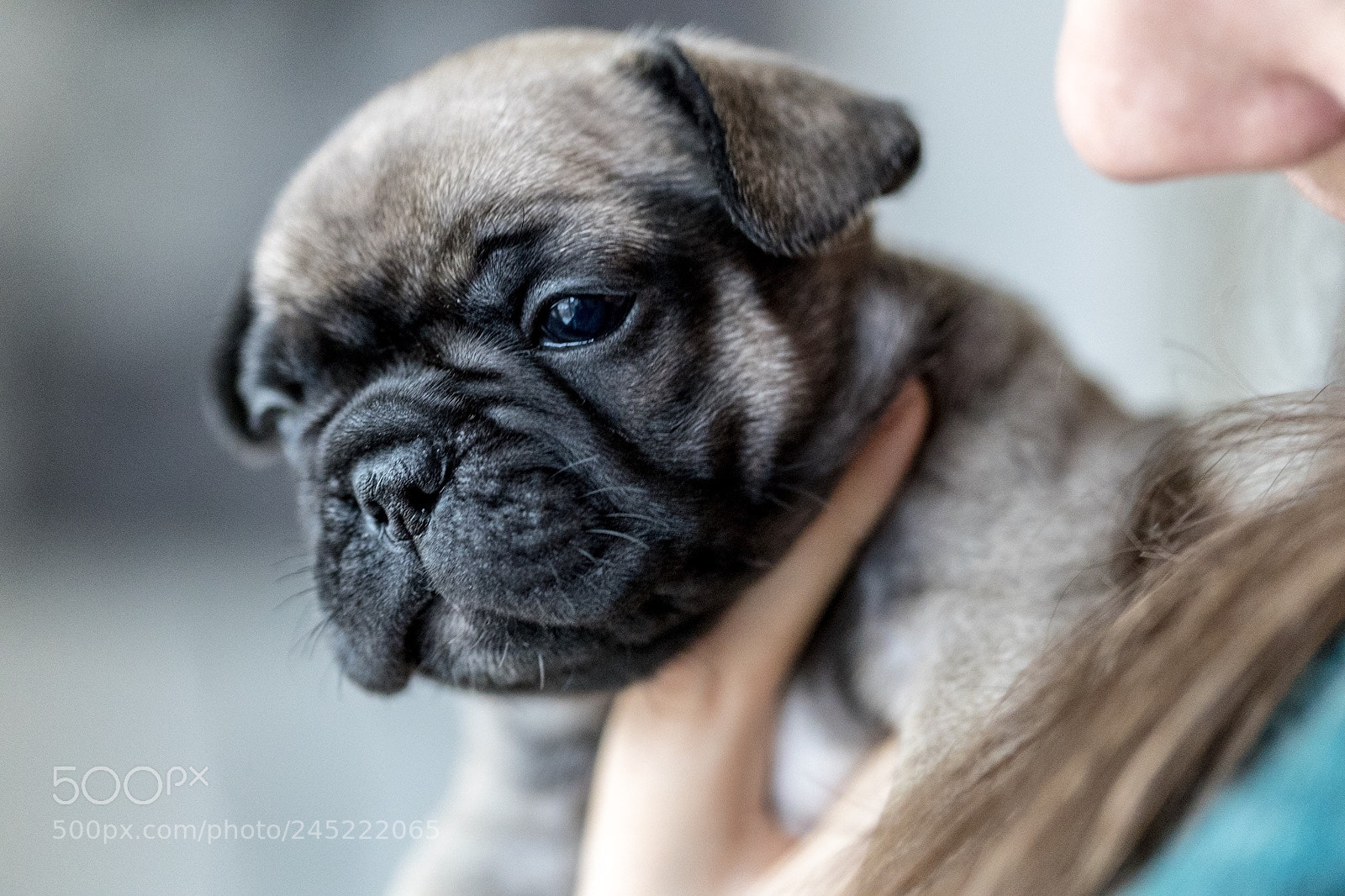 Canon EOS-1D X Mark II sample photo. French bulli photography