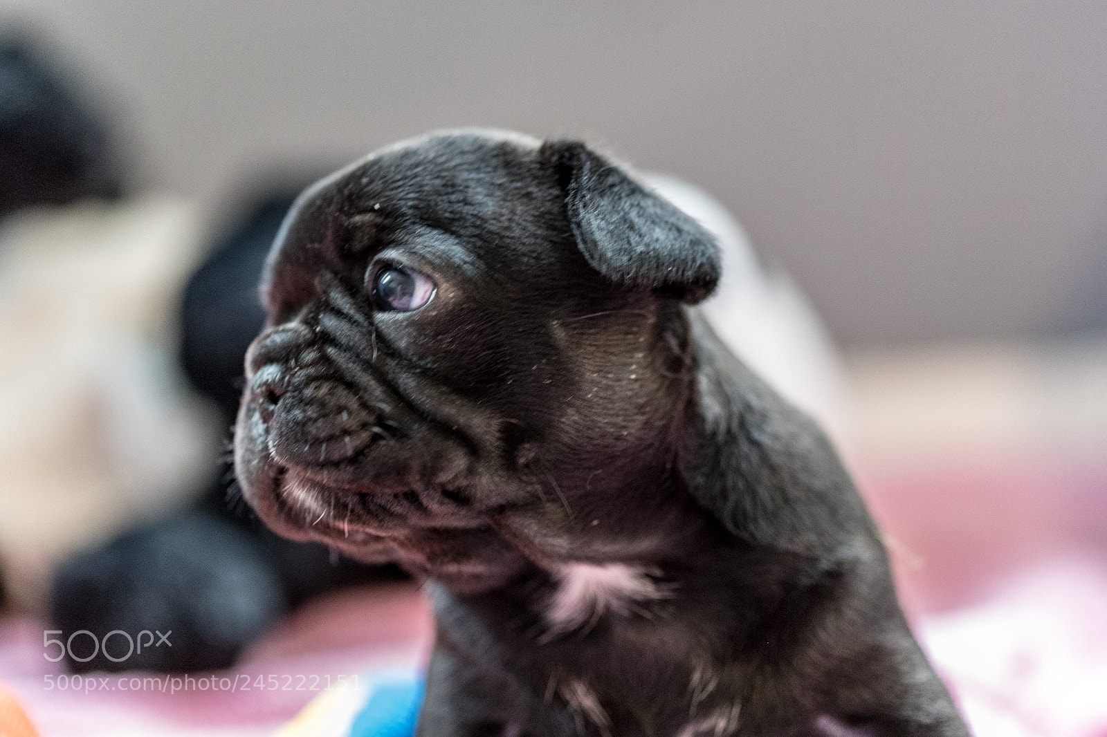 Canon EOS-1D X Mark II sample photo. French bulli photography