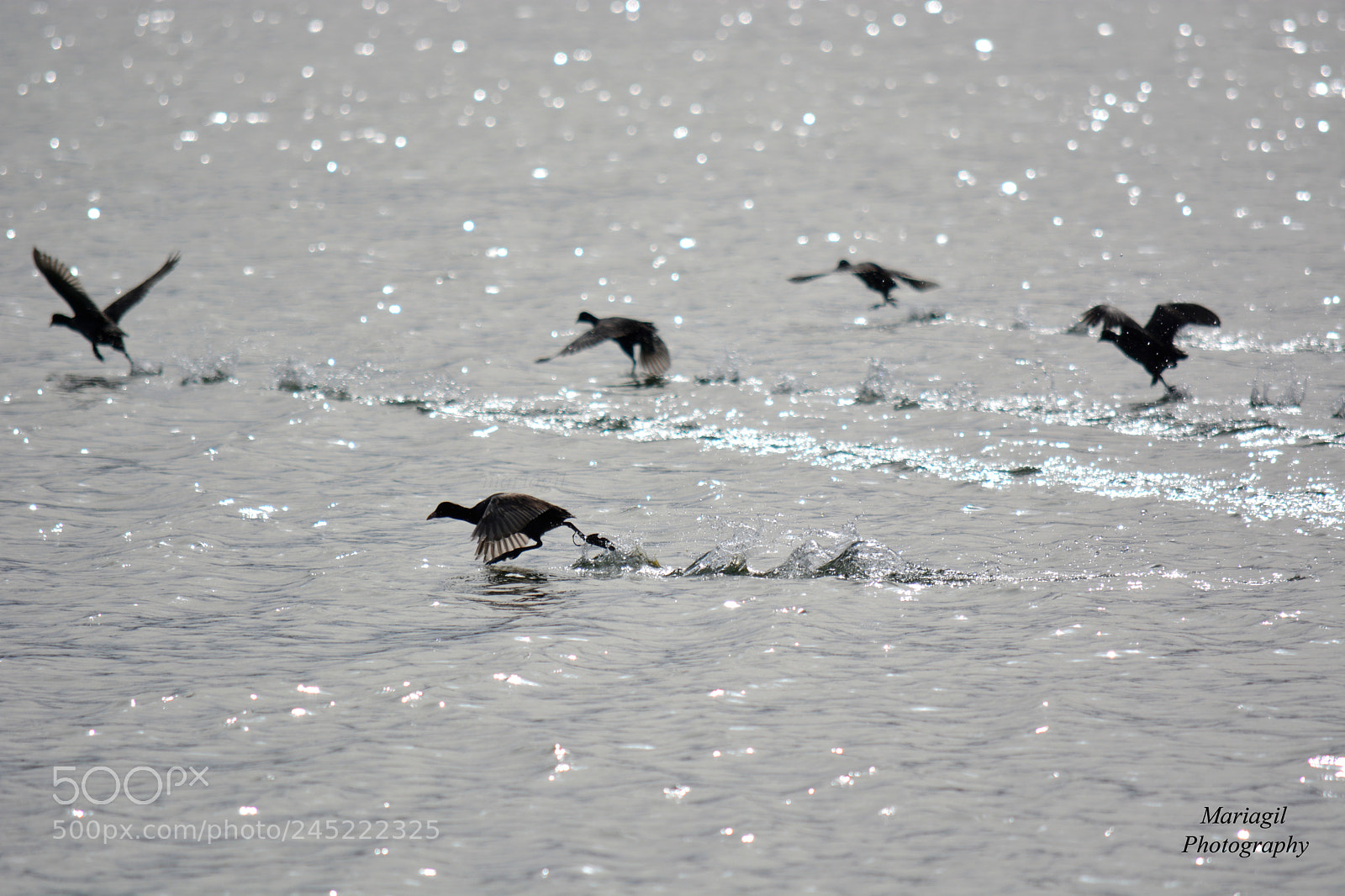 Nikon D5200 sample photo. Aves photography