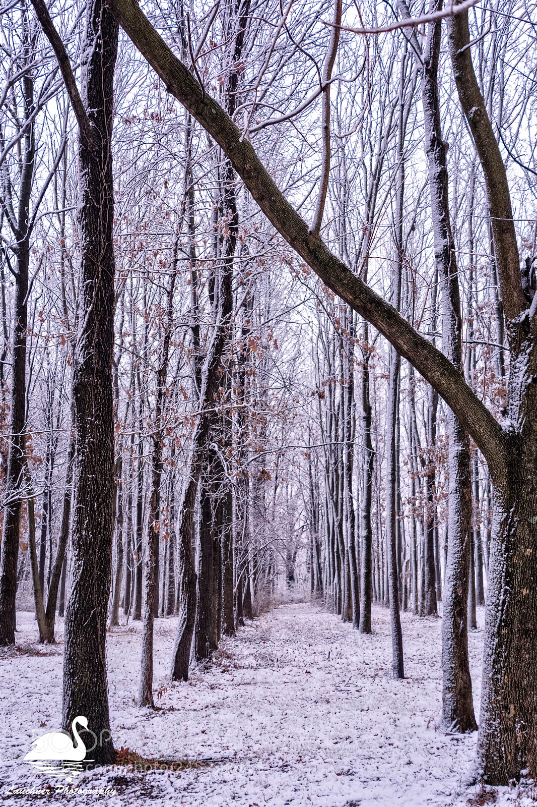 Nikon D5200 sample photo. Rows photography