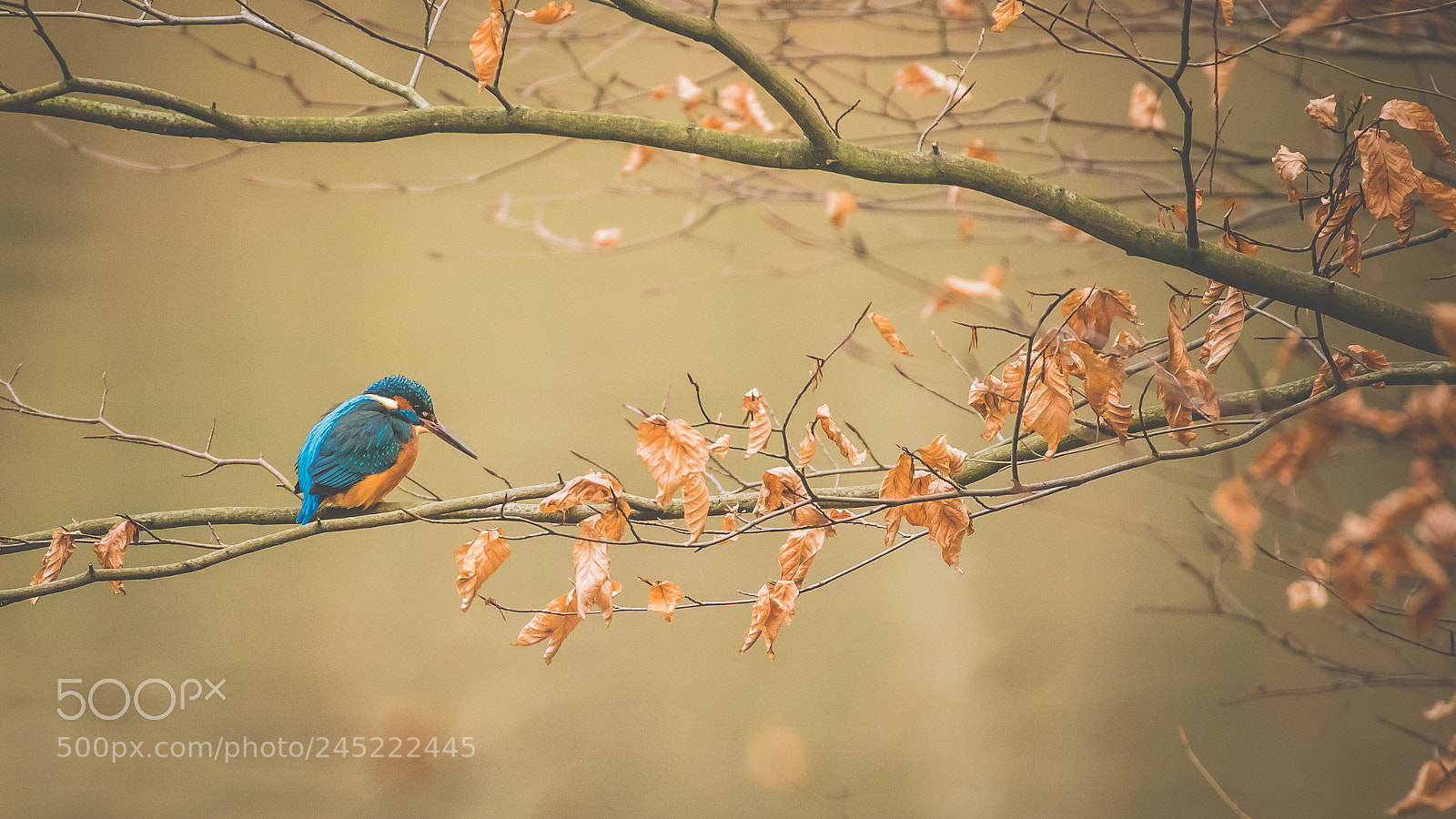 Canon EOS 7D Mark II sample photo. Kingfisher photography