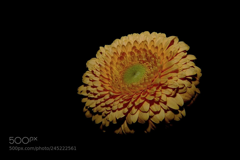 Panasonic Lumix DMC-FZ300 sample photo. Gerbera photography