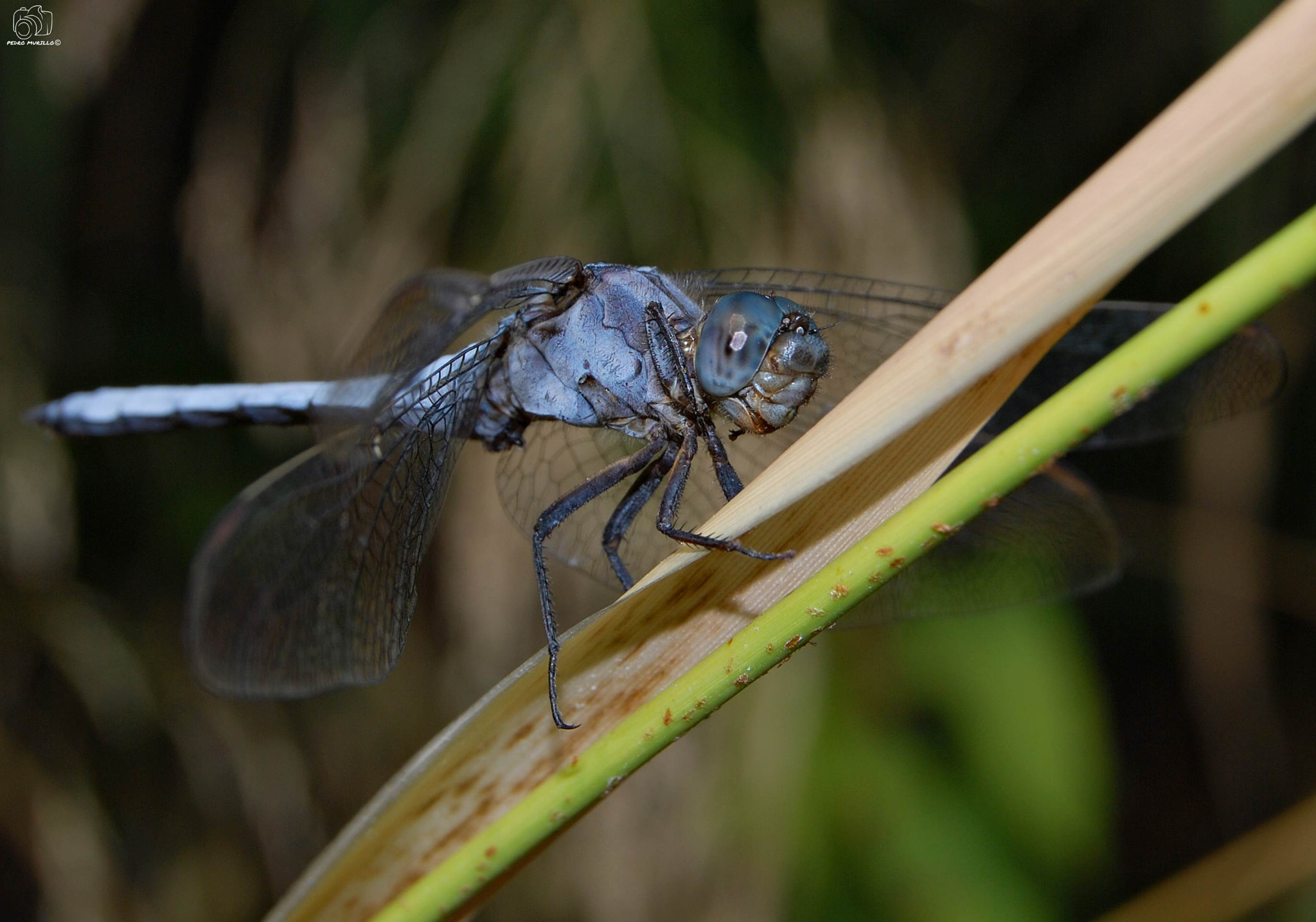 Nikon D60 sample photo