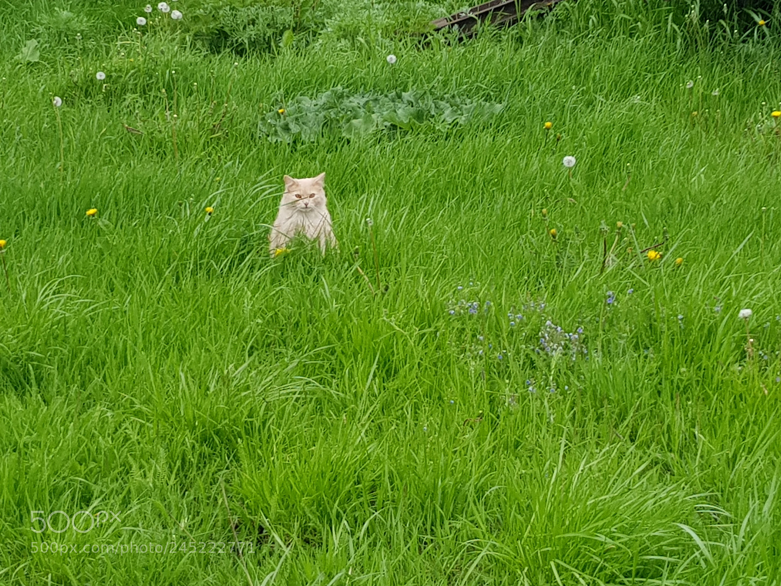Samsung Galaxy S8 sample photo. Untitled photography