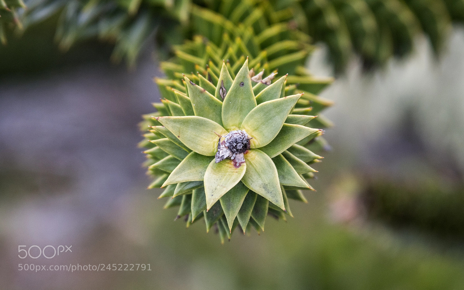 Canon EOS 700D (EOS Rebel T5i / EOS Kiss X7i) sample photo. Pehuén (araucaria araucana) photography
